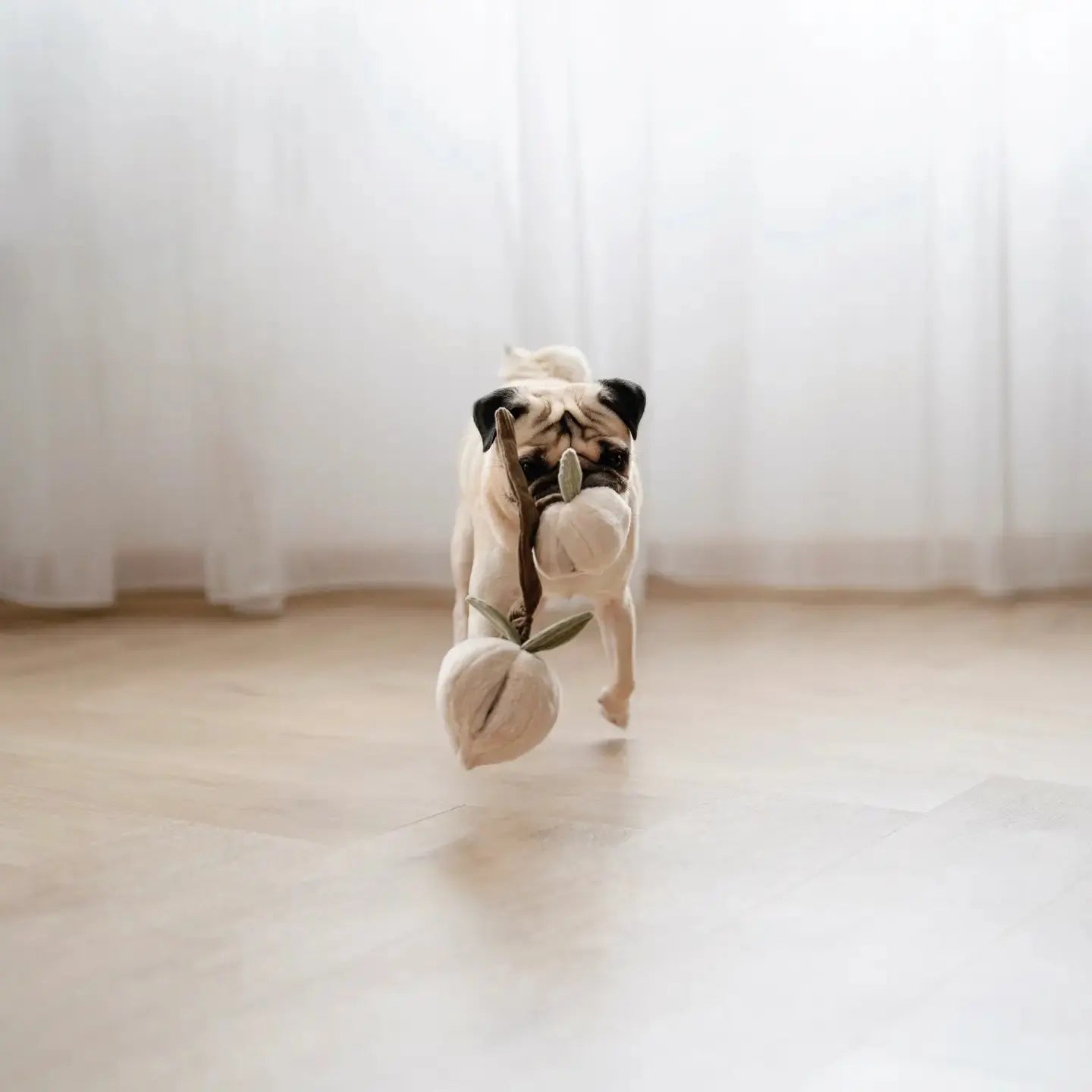 Jouet interactif pour chien Prunes momo - Lambwolf Biscuit Rex