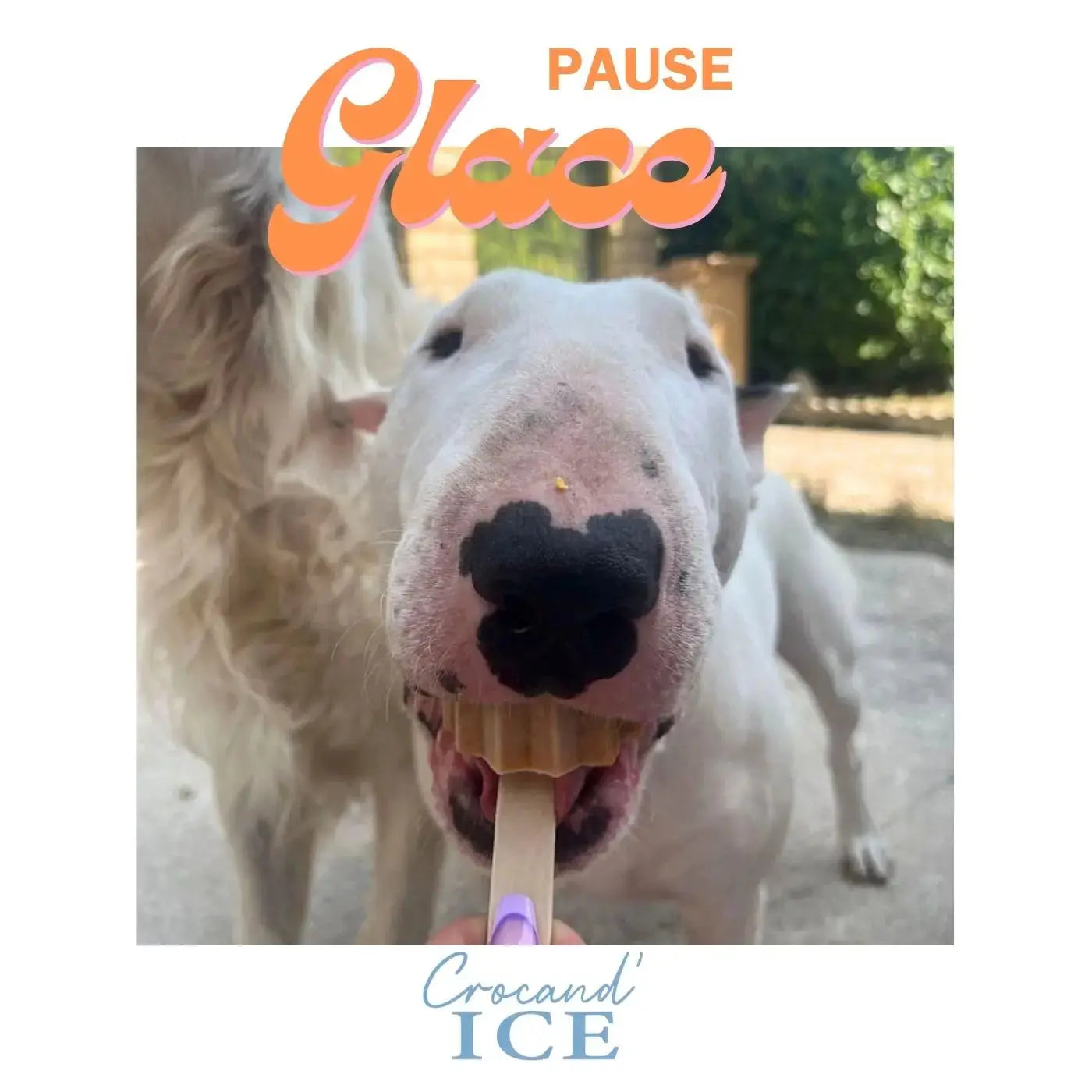Glace pour chien carotte et mandarine - Crocandiz Biscuit Rex
