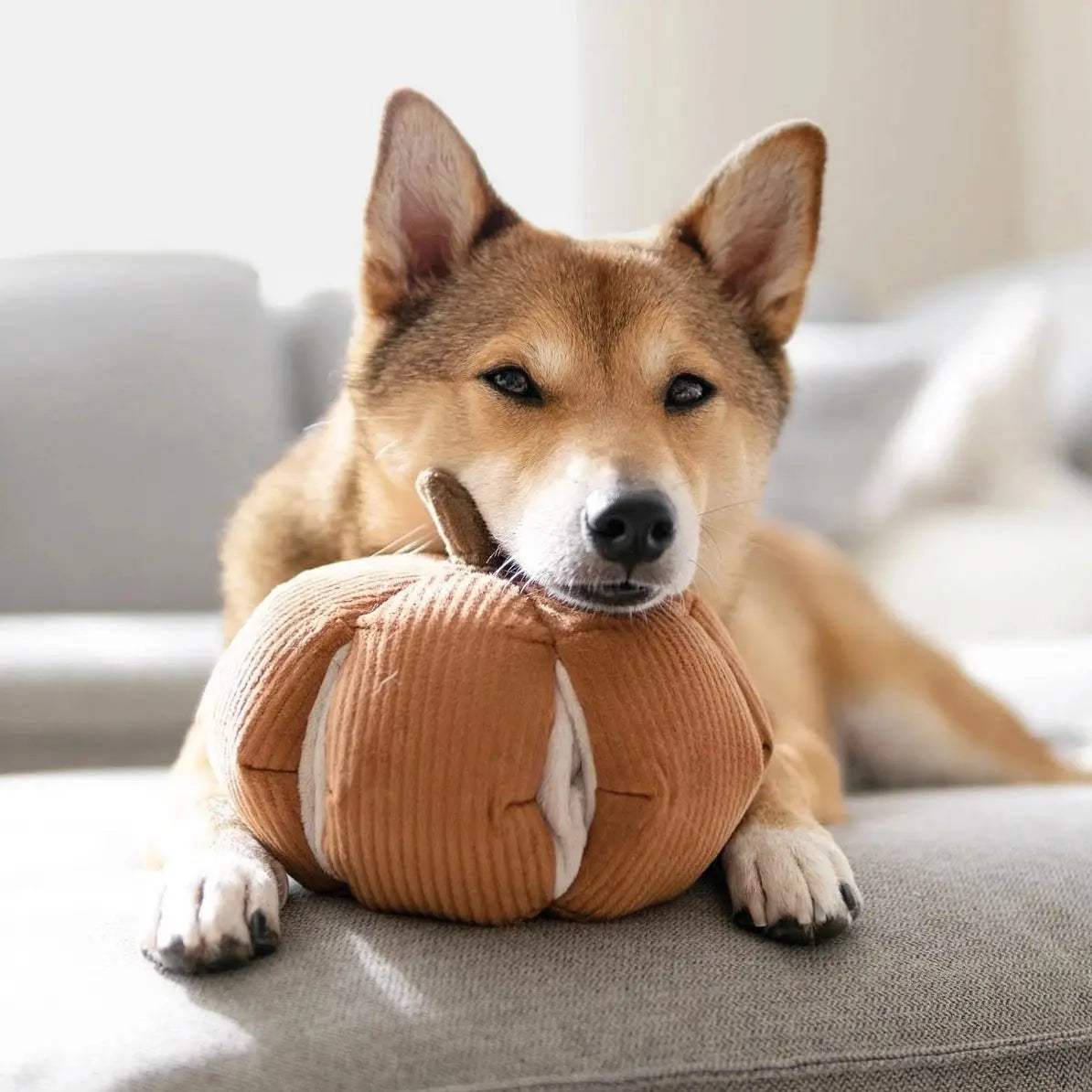 Jouet interactif pour chien Citrouille Cendrillon - Lambwolf Biscuit Rex