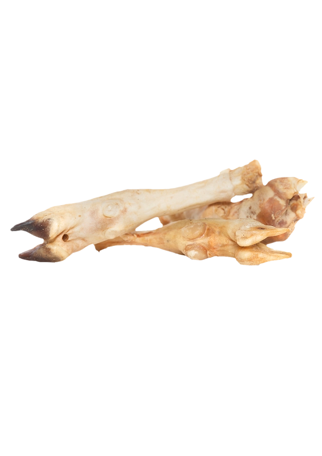 Biscuit Rex