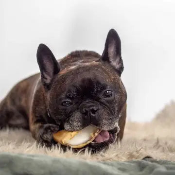 Biscuit Rex
