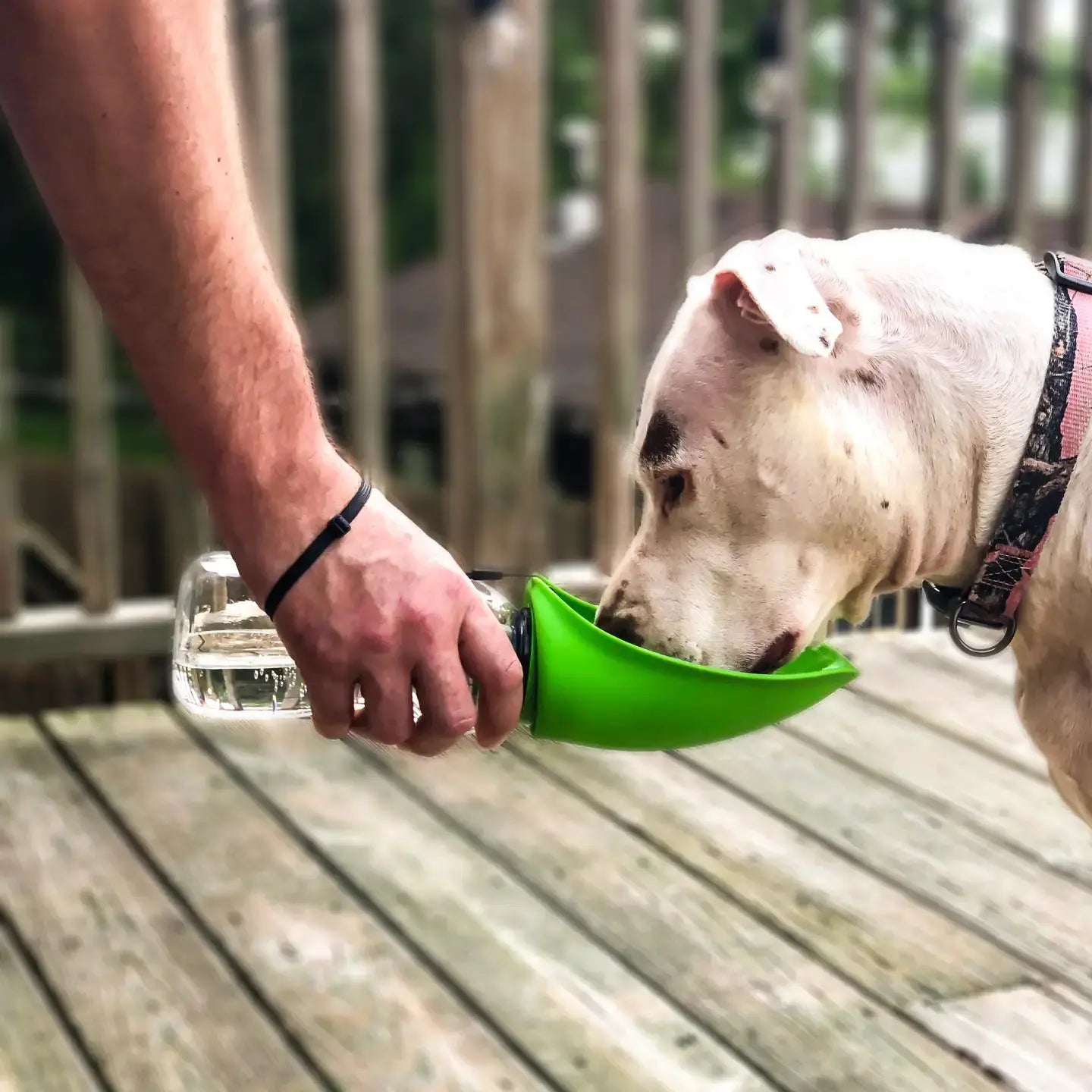 Bouteille d'eau et bol portables pour animaux de compagnie Fold-A-Bowl Biscuit Rex