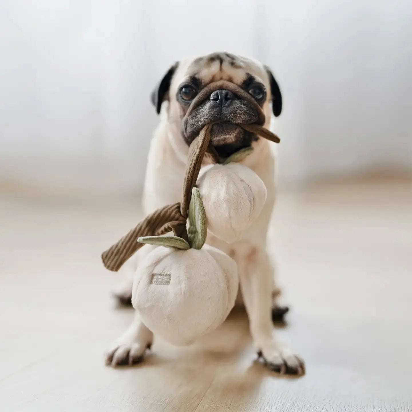 Jouet interactif pour chien Prunes momo - Lambwolf Biscuit Rex