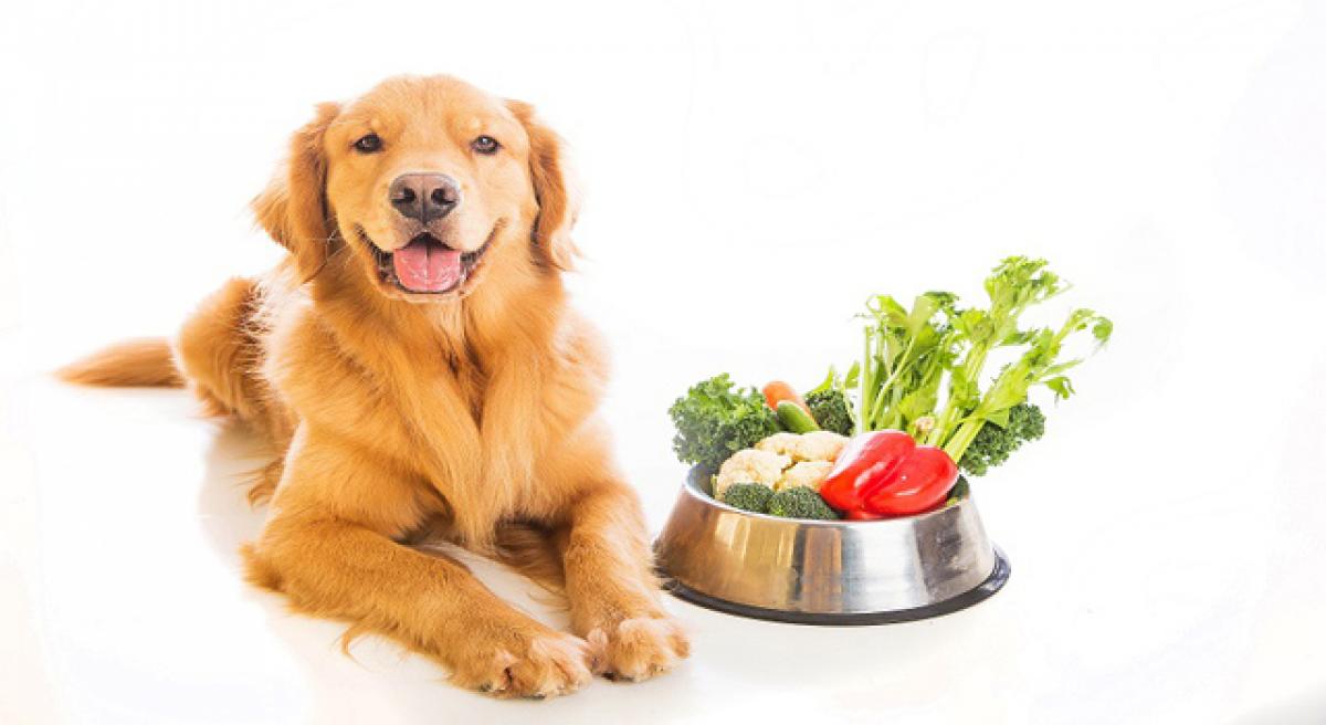 Les bienfaits d'une alimentation équilibrée pour votre chien