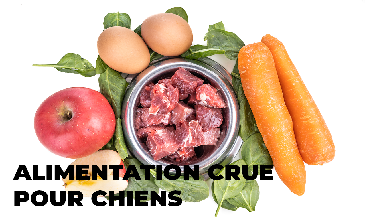 Alimentation Crue pour Chiens : Un Guide Complet