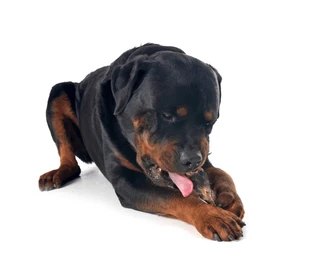 Sabot de Veau pour Chien