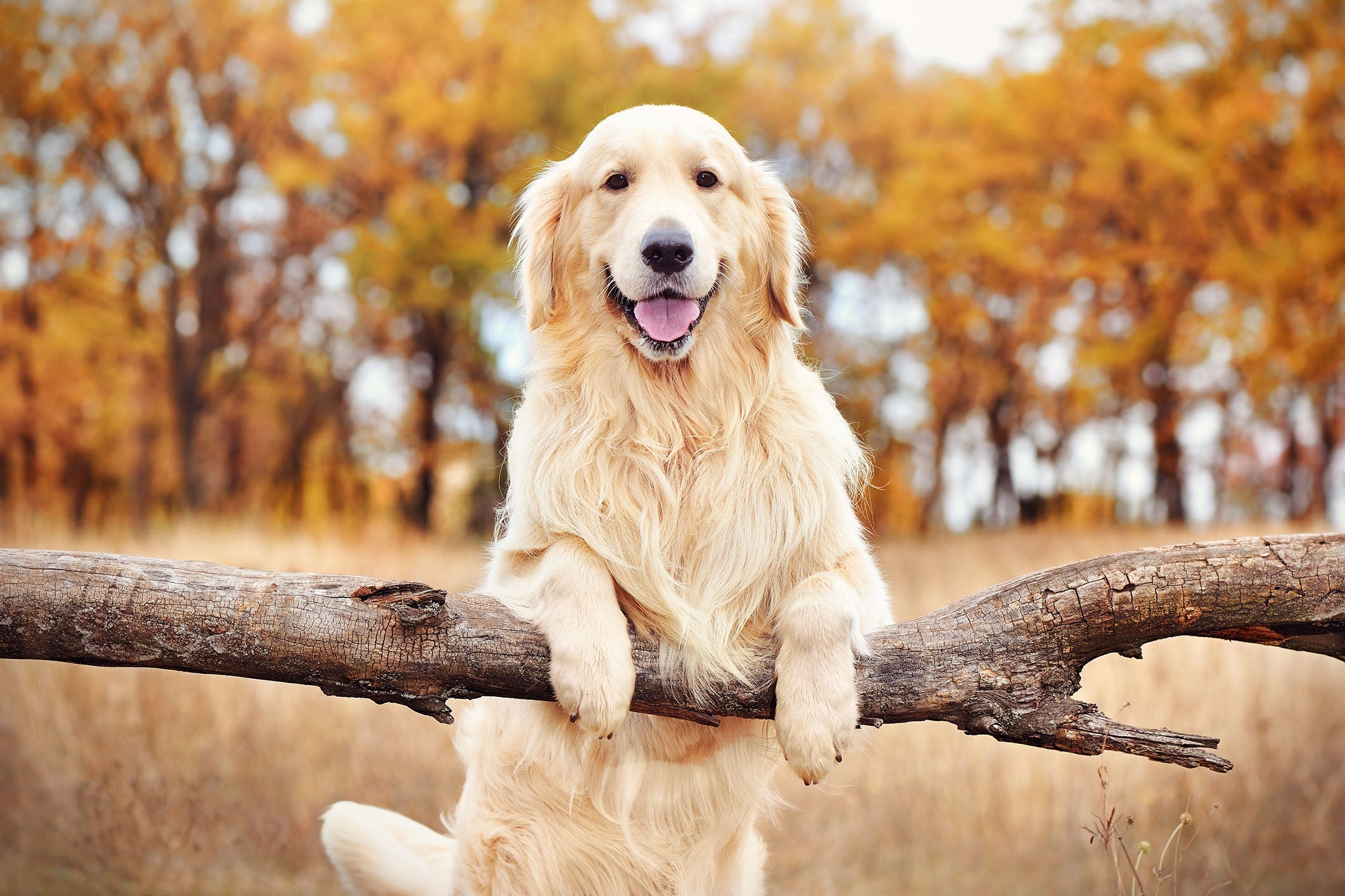 Quelle est la meilleure alimentation pour un Golden Retriever ?
