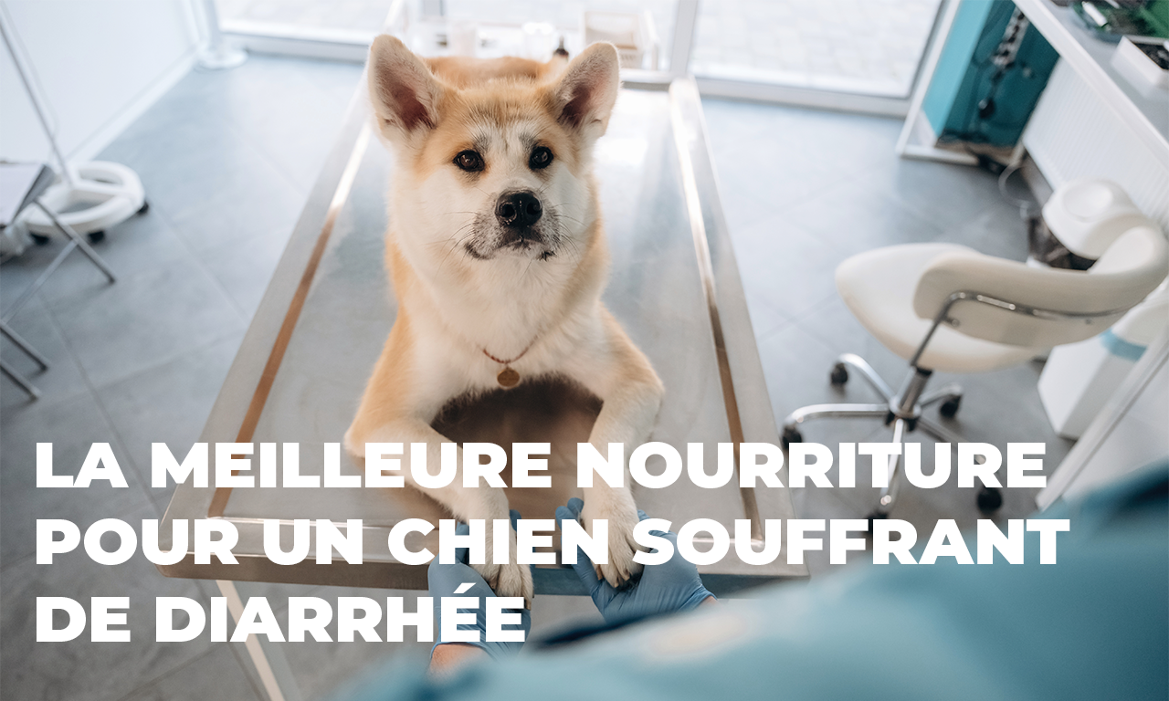 La Meilleure Nourriture pour un Chien Souffrant de Diarrhée