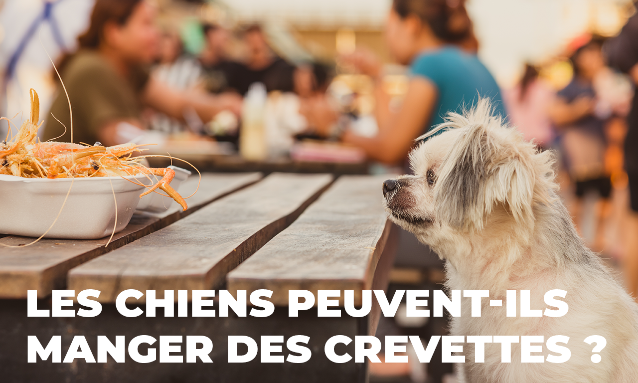 Les Chiens Peuvent-Ils Manger des Crevettes ?