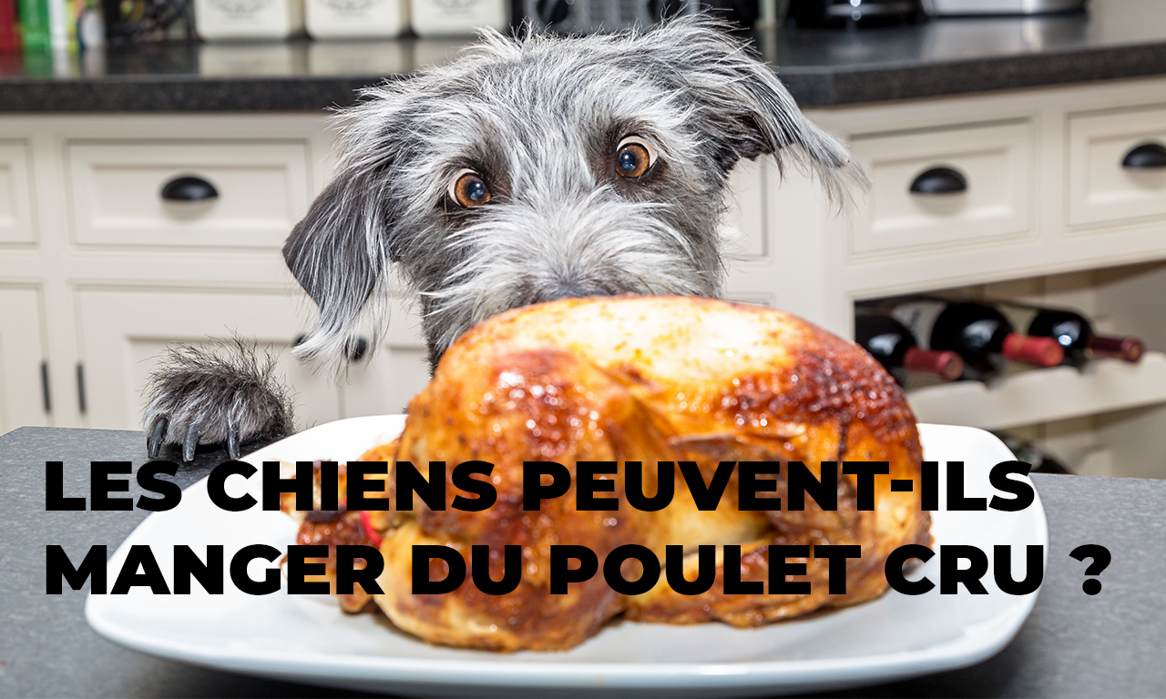Les Chiens Peuvent-Ils Manger du Poulet Cru ?