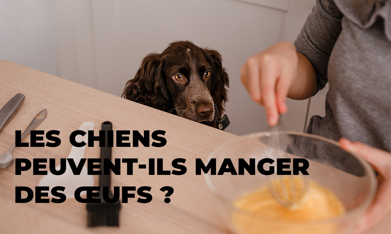 Les chiens peuvent-ils manger des œufs ?