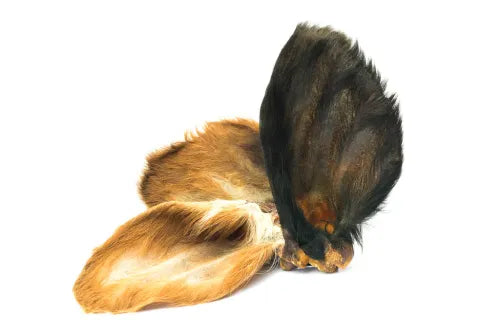 Tout Savoir Sur Les Oreilles De Boeuf Pour Chiens