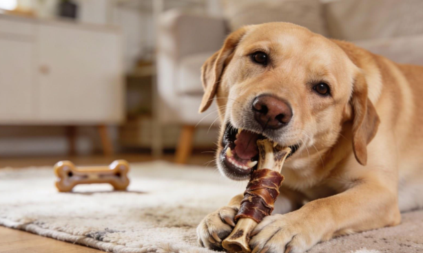 Quel Jouet pour Chien Destructeur ? Guide Complet 2026