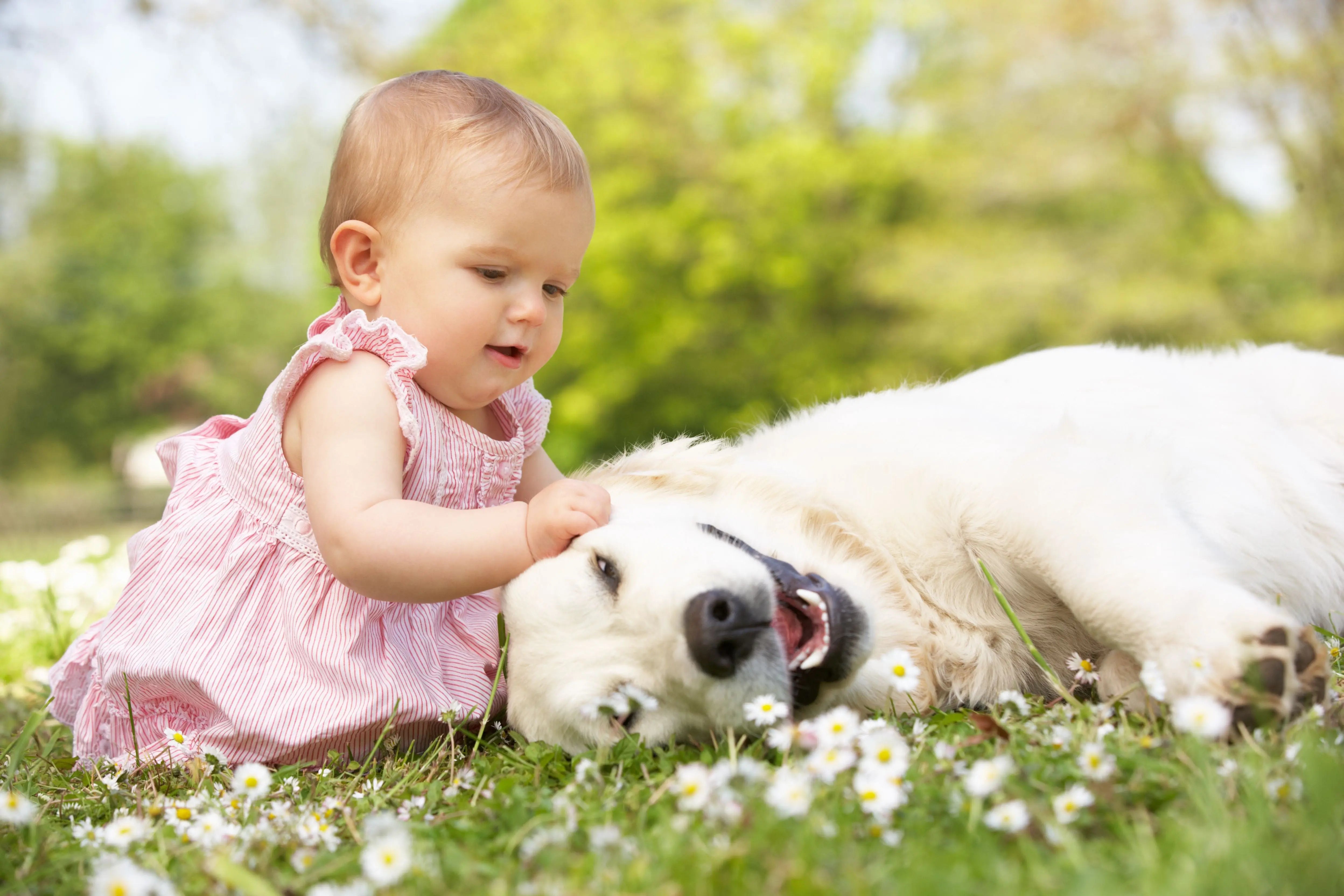 Comment-préparer-votre-chien-pour-l-arrivée-d-un-nouveau-bébé Biscuit Rex