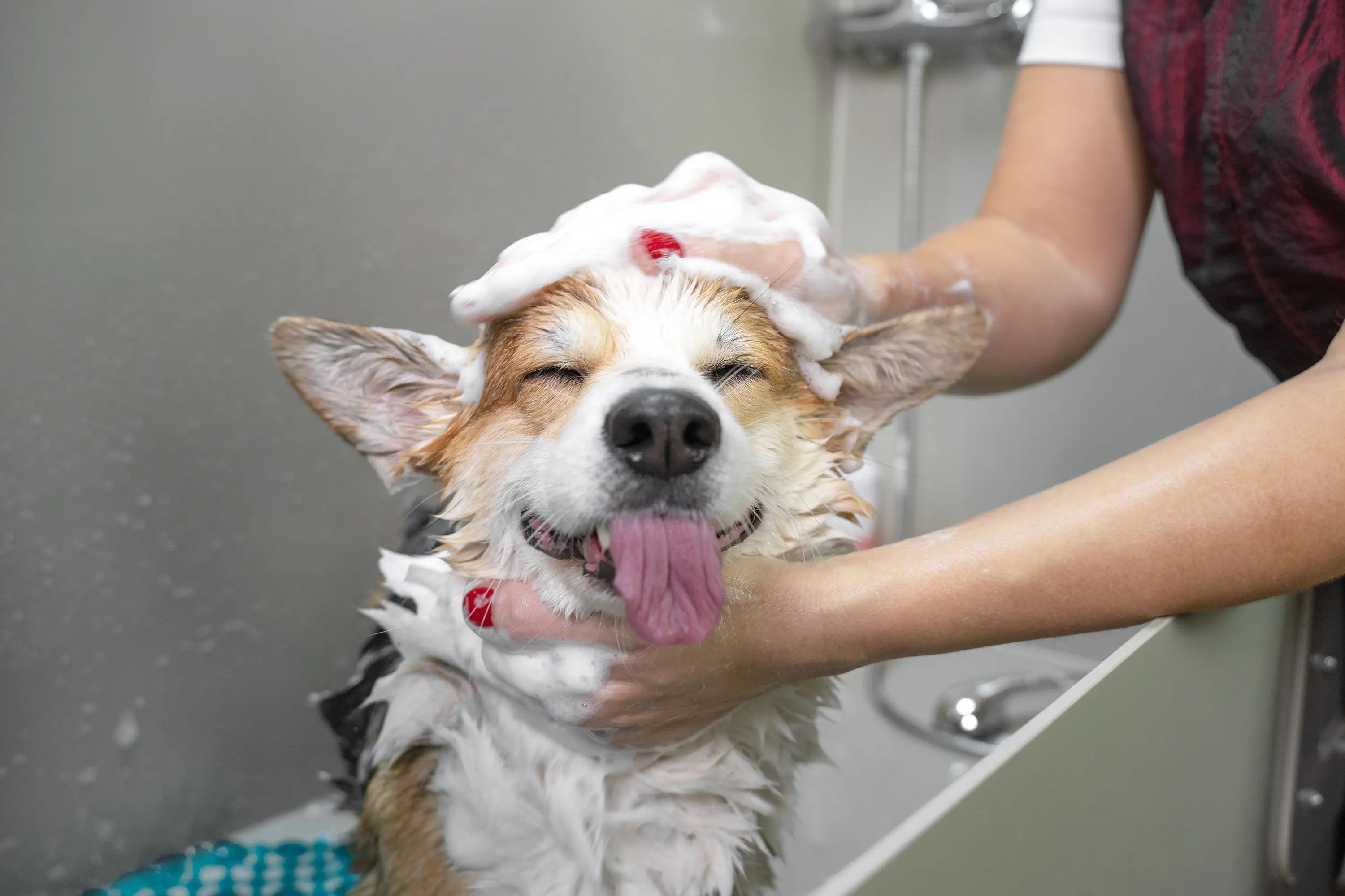 7-Conseils-de-Toilettage-Essentiels-pour-Garder-Votre-Chien-Propre-et-Heureux Biscuit Rex