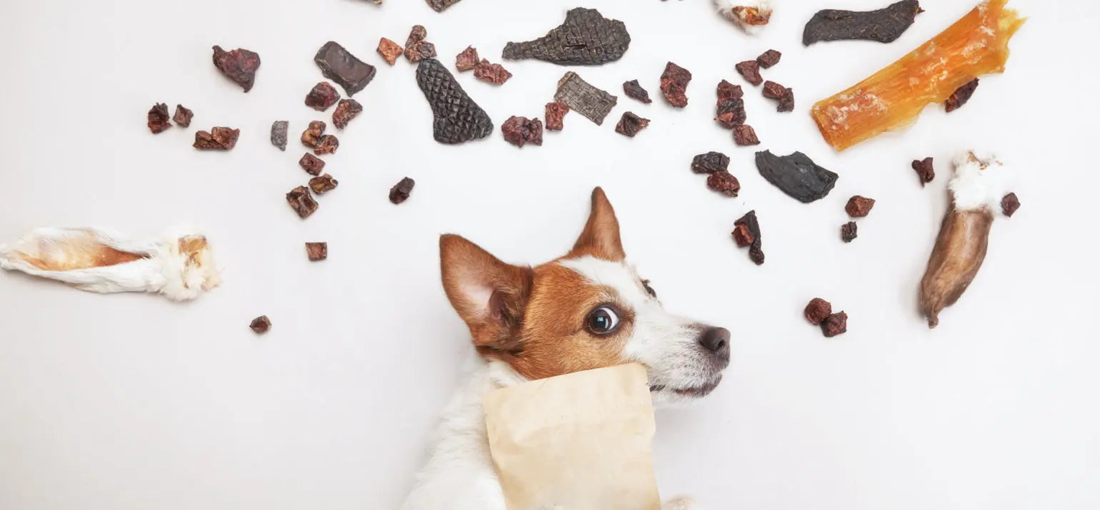 Les-Bienfaits-Insoupçonnés-des-Friandises-pour-Chiens-sur-la-Santé-Mentale-de-Votre-Animal Biscuit Rex