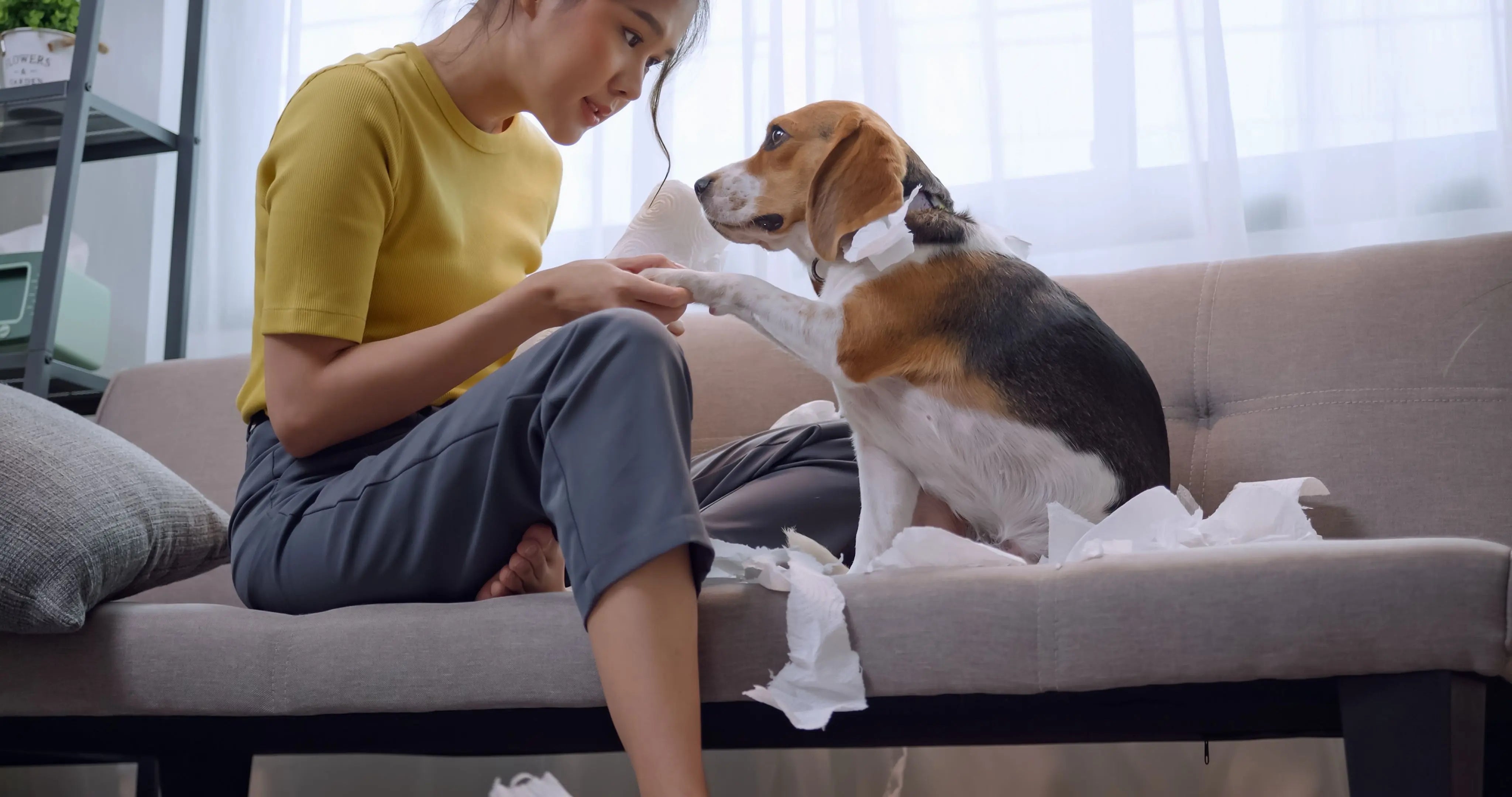 Comment-éviter-que-votre-chien-ne-mâche-vos-meubles-ou-vos-chaussures Biscuit Rex