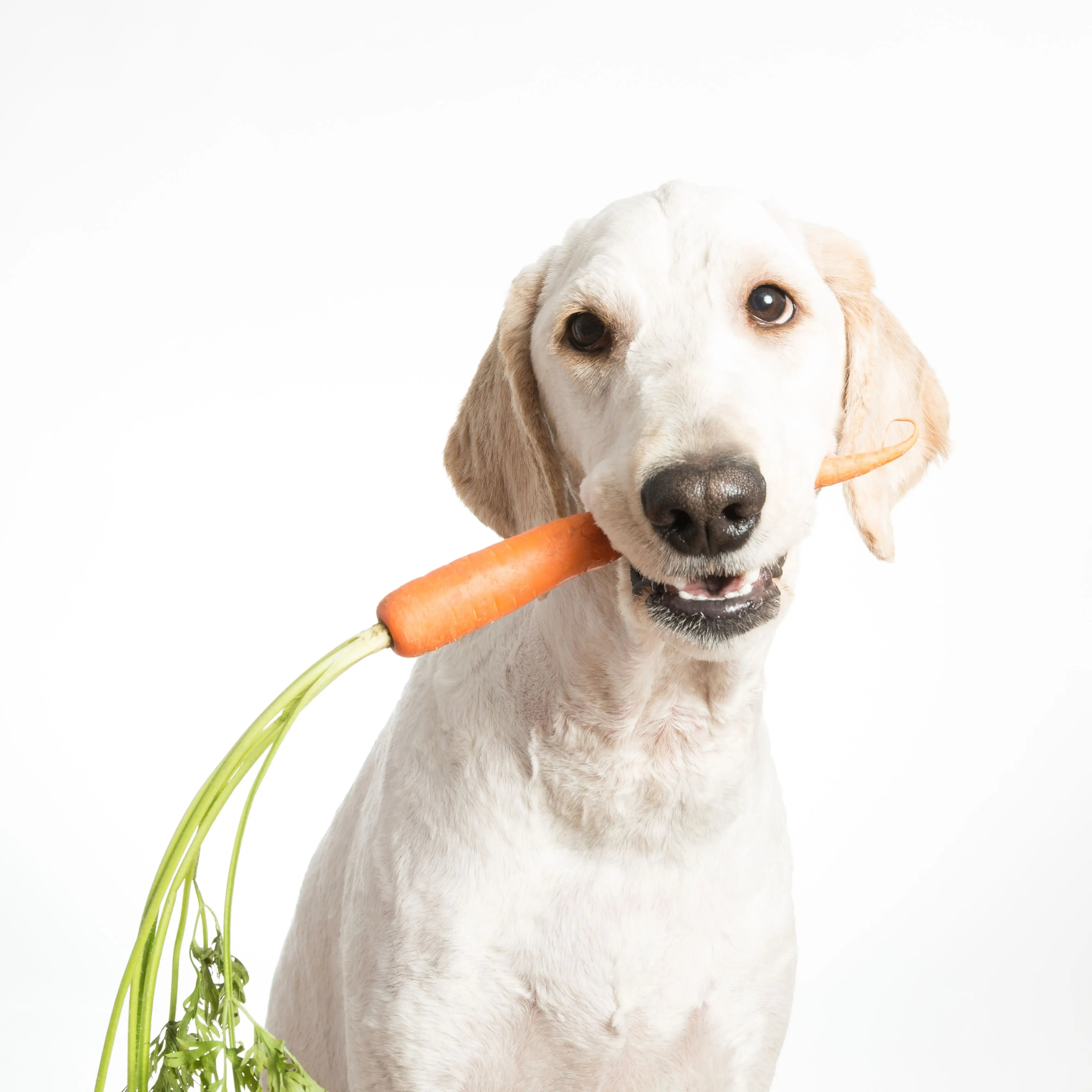 Les-bienfaits-des-aliments-naturels-pour-la-santé-de-votre-chien Biscuit Rex