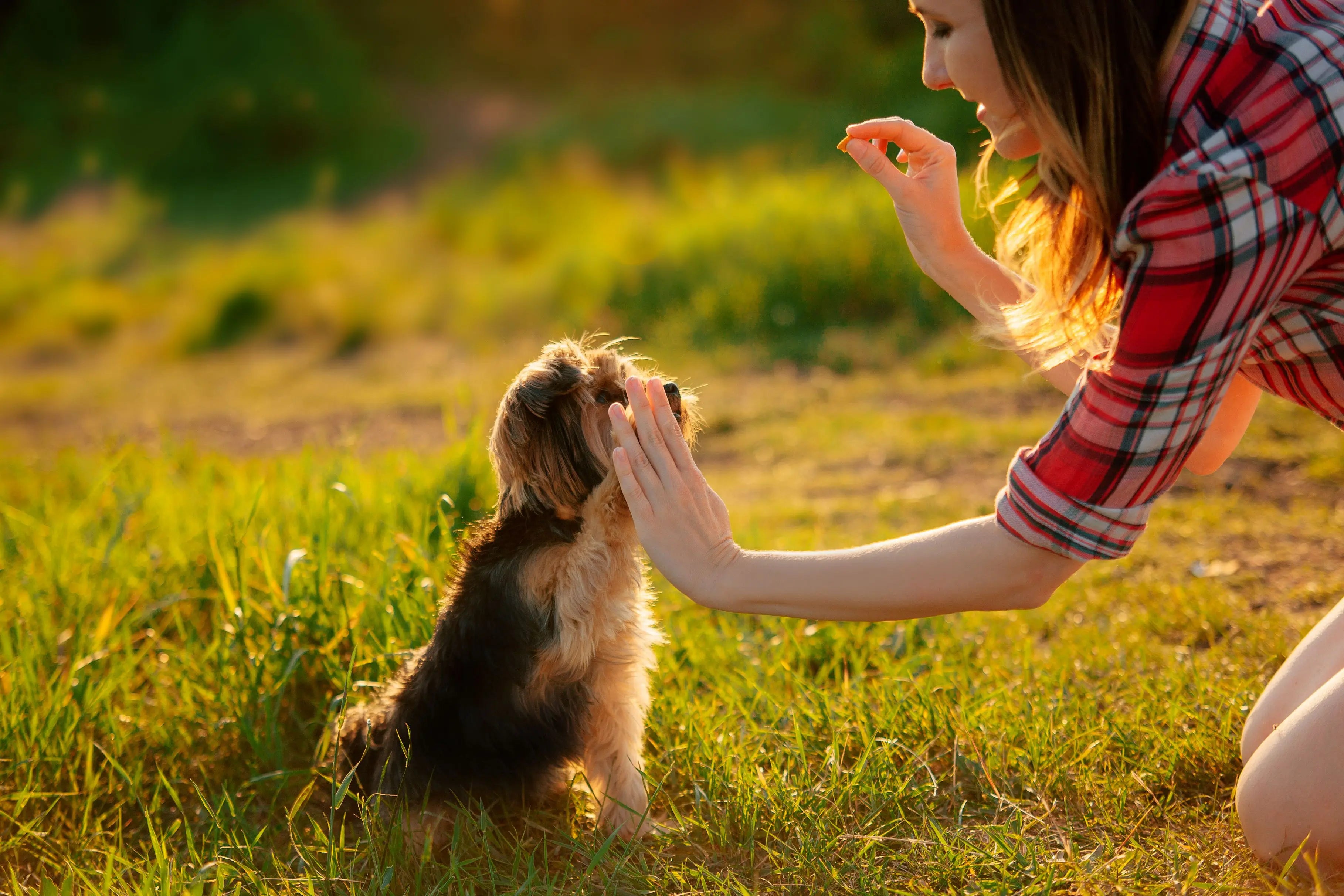 10-astuces-innovantes-pour-dresser-votre-chien-en-un-temps-record Biscuit Rex