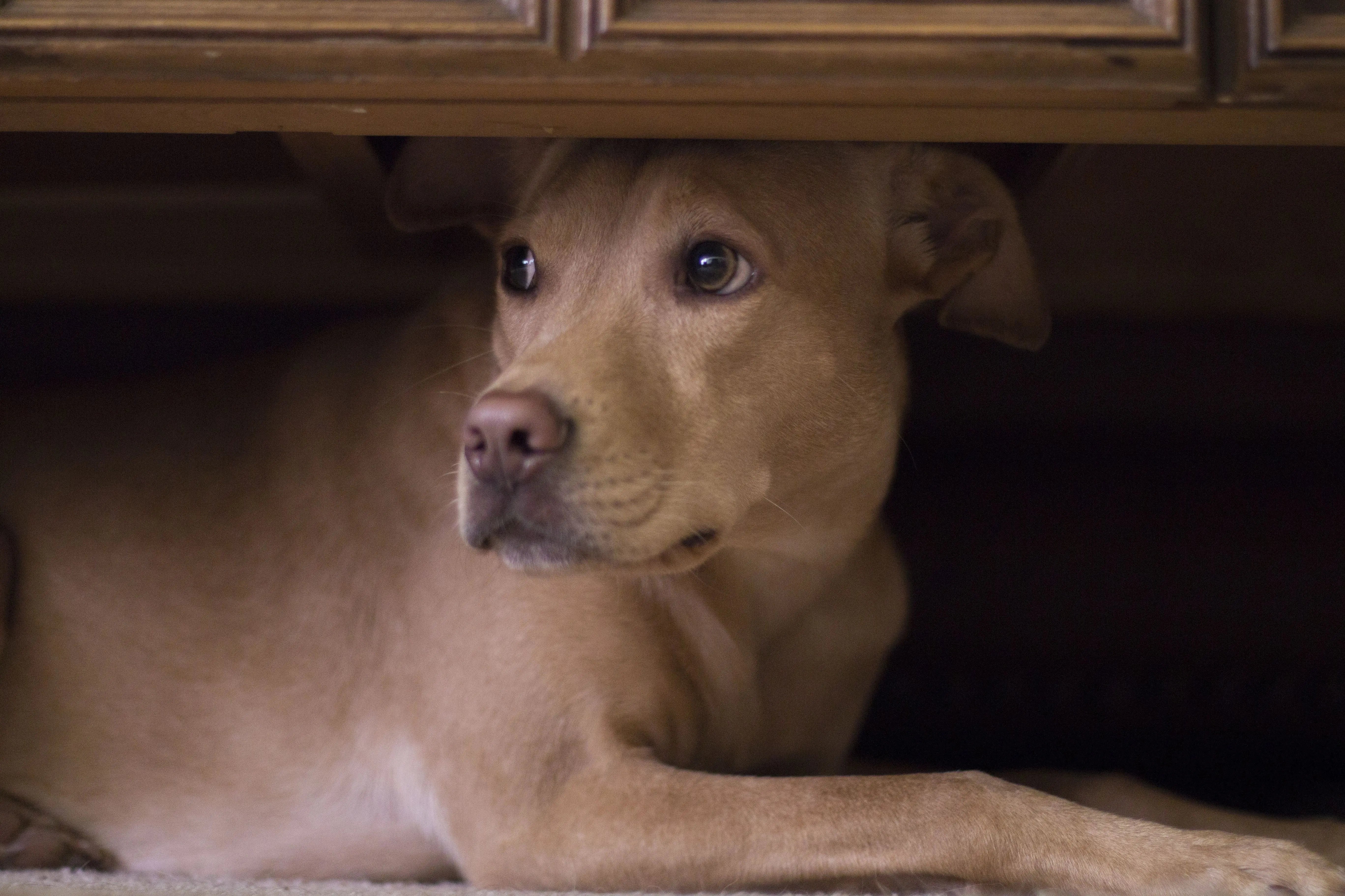 5-signes-de-stress-chez-votre-chien-que-vous-ne-devriez-pas-ignorer Biscuit Rex