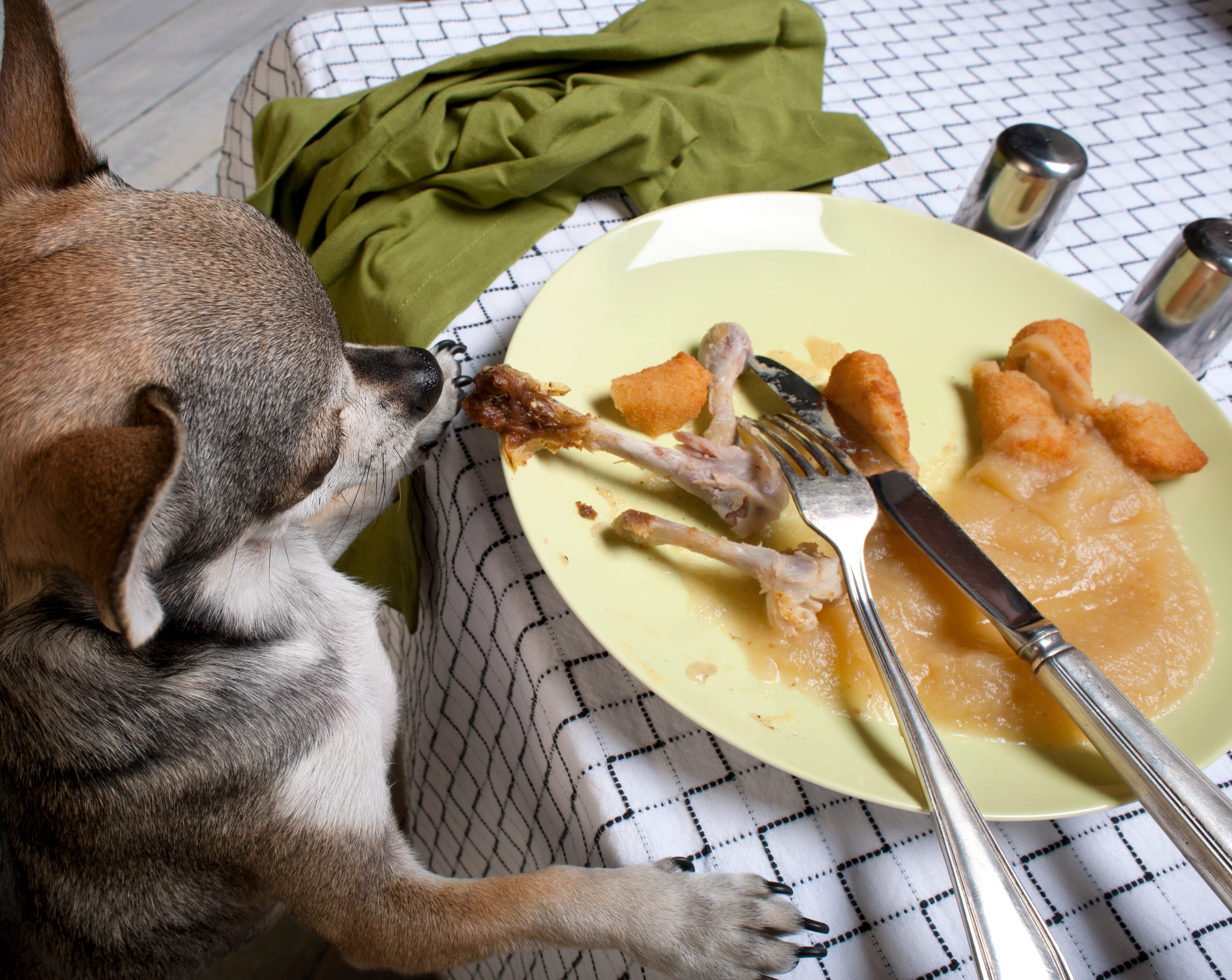 Quelle est la meilleure nourriture pour mon chien, la viande crue ou cuite ?