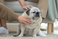 Faire grossir un chien : conseils et aliments