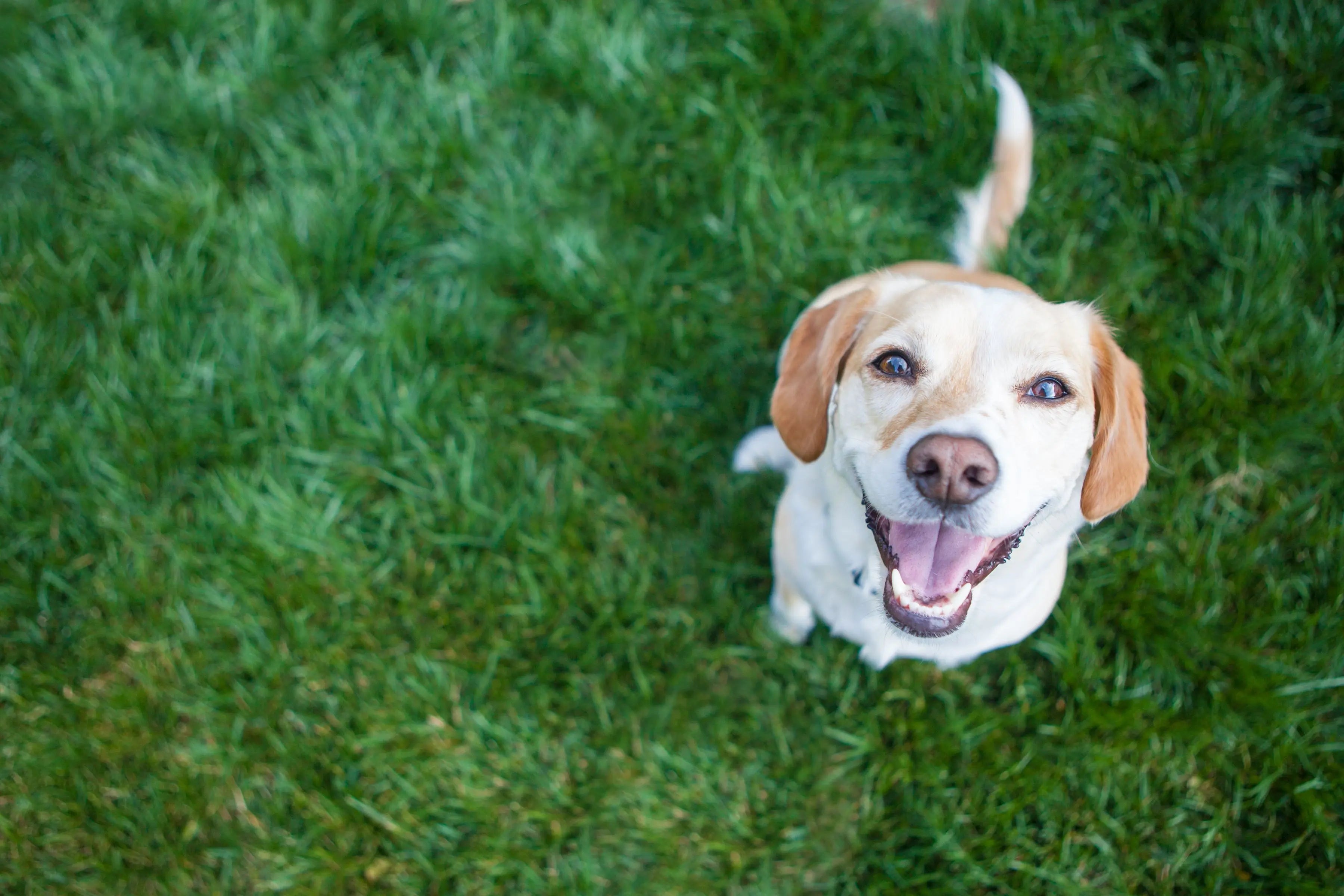 10-signes-que-votre-chien-est-heureux-et-épanoui Biscuit Rex