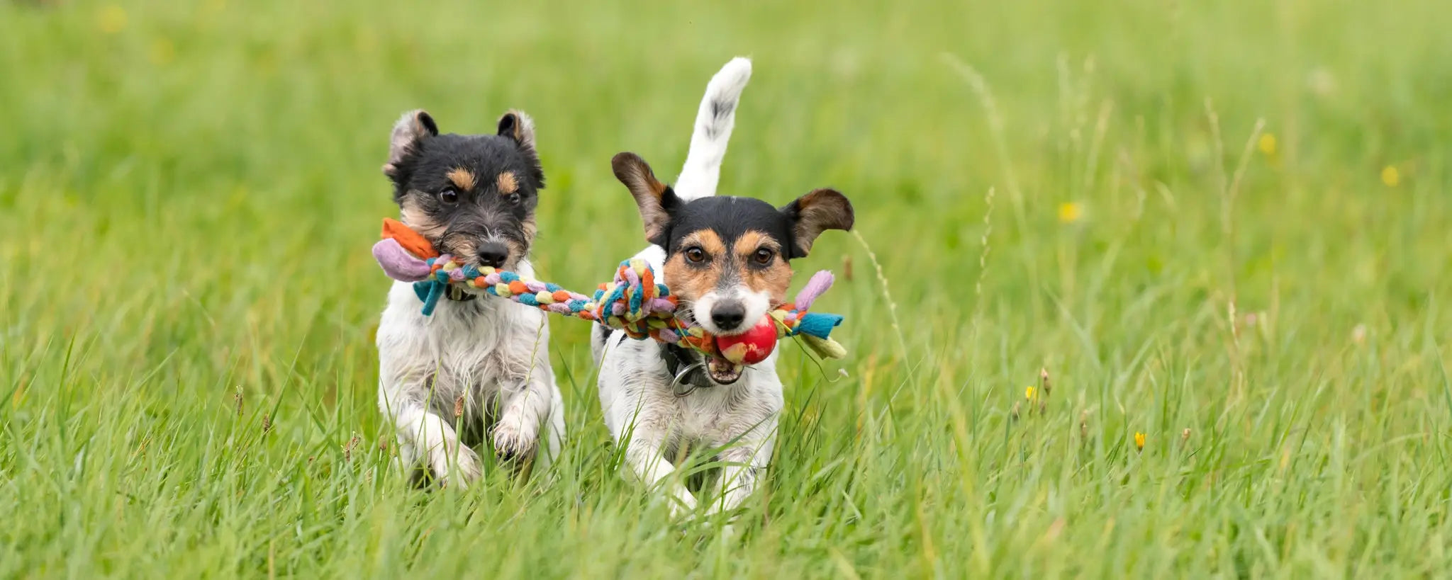 Le-top-7-des-jeux-interactifs-pour-occuper-votre-chien-pendant-des-heures Biscuit Rex
