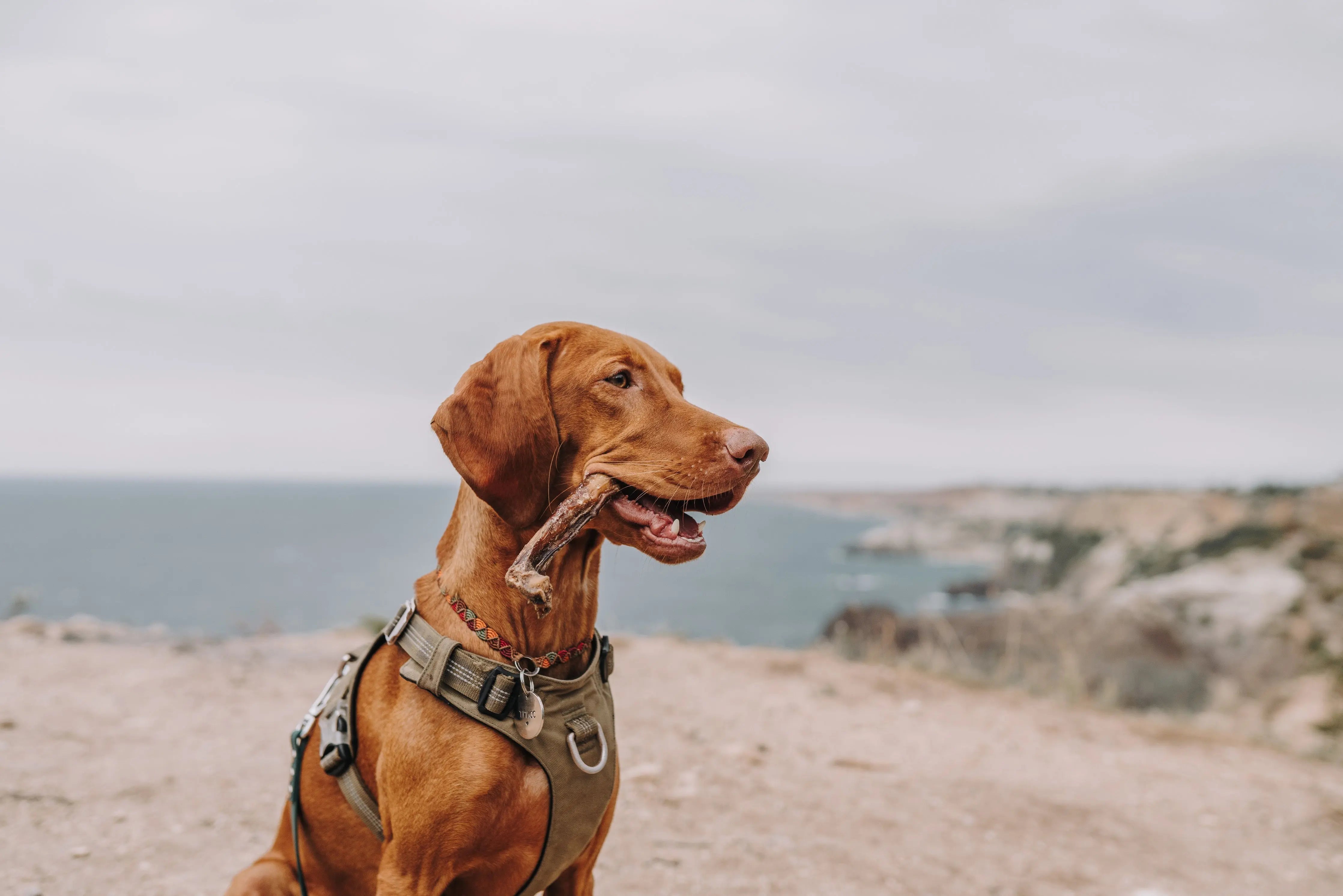 Les-meilleurs-aliments-à-mâcher-pour-garder-les-crocs-de-votre-chien-en-pleine-forme Biscuit Rex