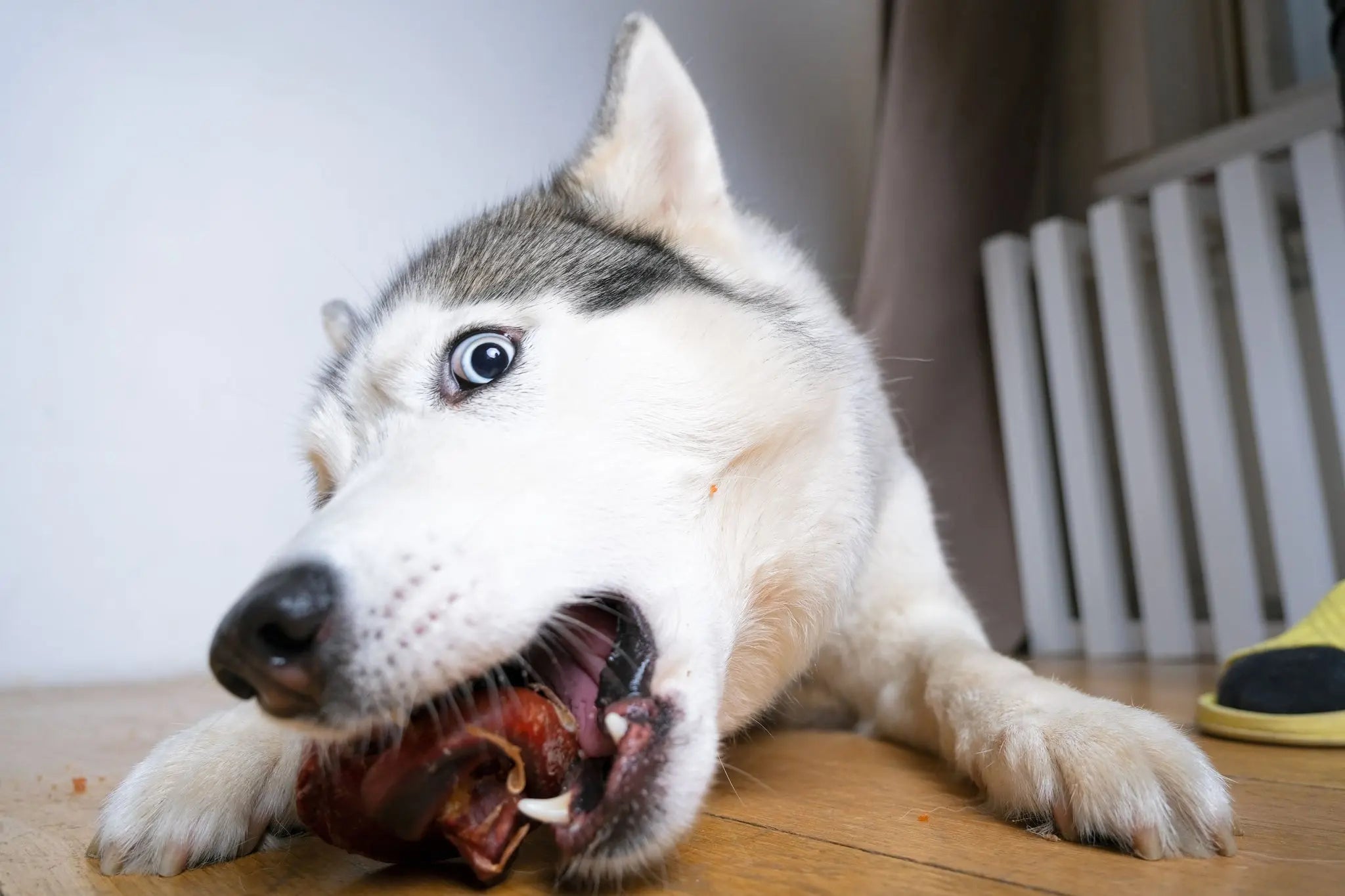 Les-effets-de-la-mastication-chez-les-chiens-Un-moyen-de-réduire-le-stress-et-l-anxiété Biscuit Rex