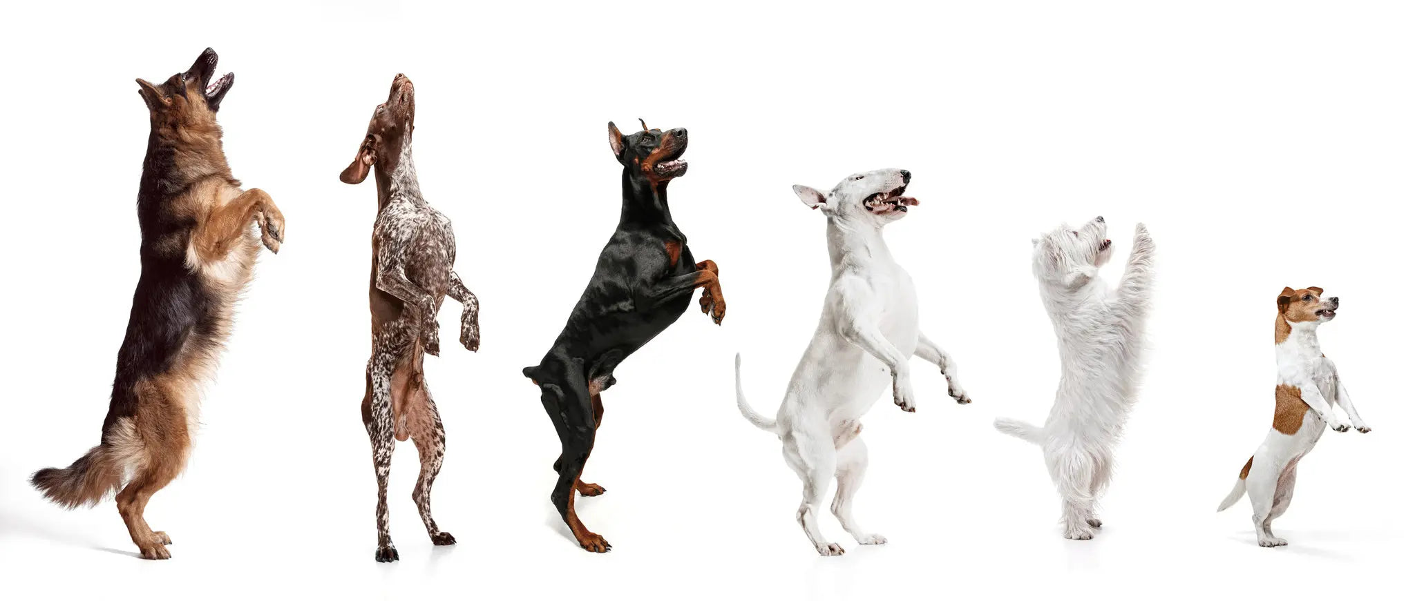 Les-5-meilleures-races-de-chiens-pour-les-familles-avec-enfants Biscuit Rex