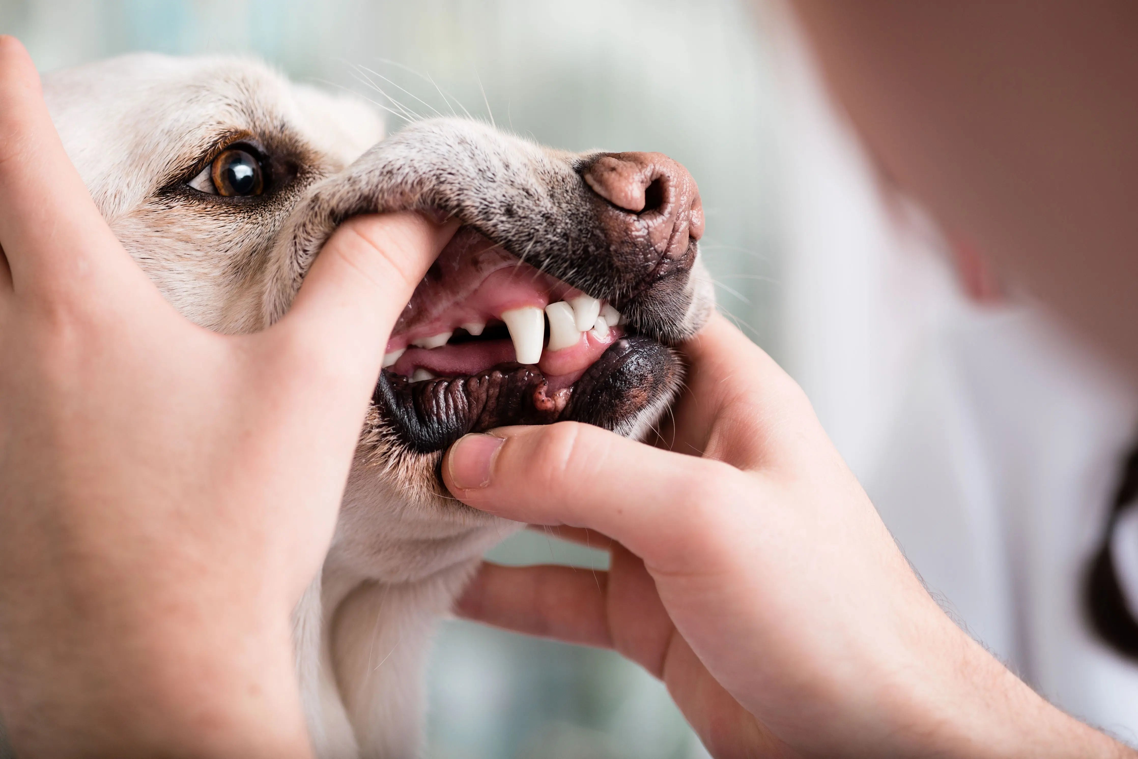 L-impact-de-la-mastication-sur-la-santé-bucco-dentaire-de-votre-chien-et-comment-prendre-soin-de-ses-dents Biscuit Rex