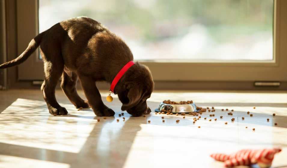 Les Aliments Toxiques Pour Votre Chien : Guide Complet Pour Protéger Votre Compagnon à Quatre Pattes
