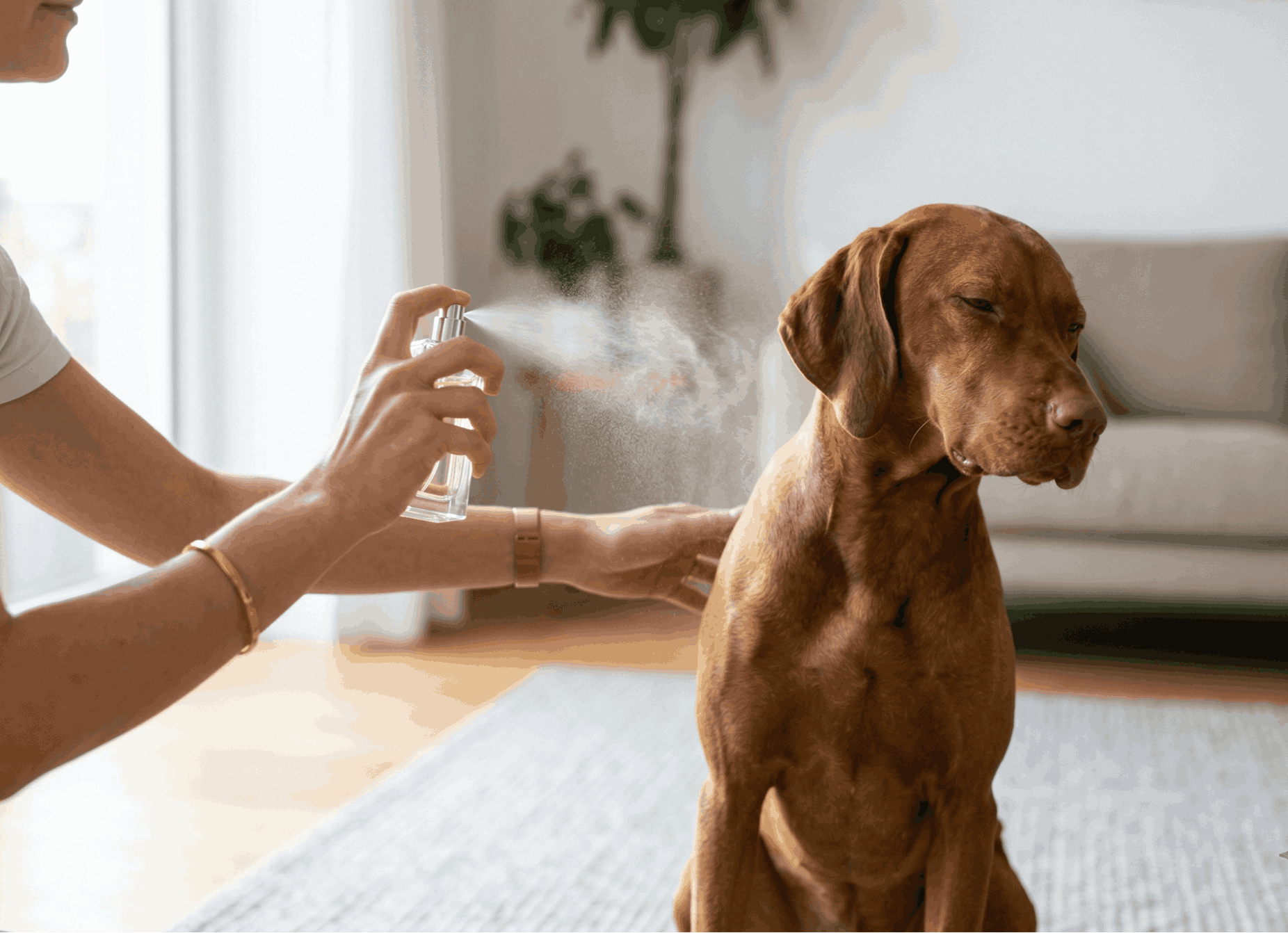 Peut-on Mettre du Parfum à un Chien ? Ce Que Dit Vraiment la Science