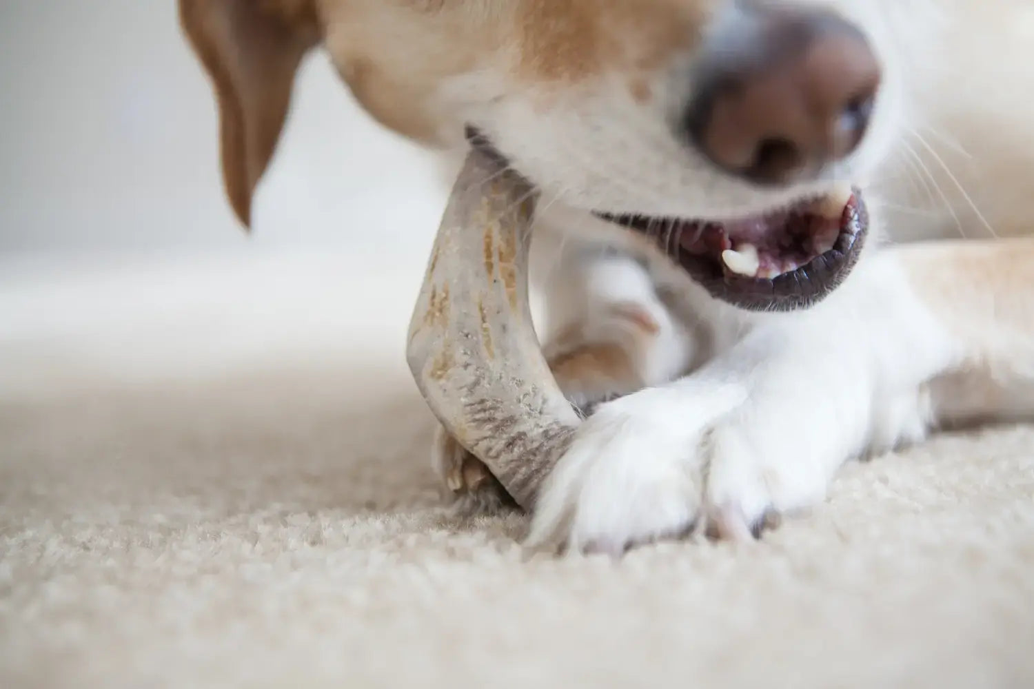 Comment choisir la mastication idéale pour votre chien ?