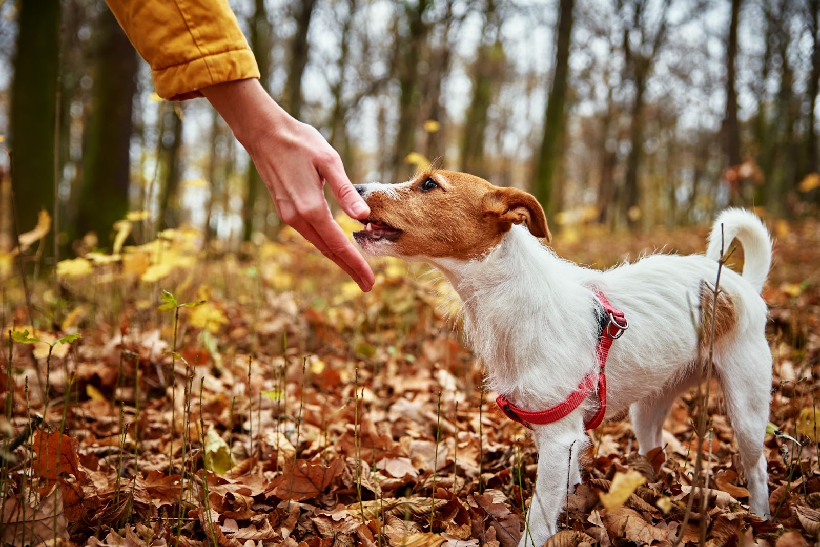 Friandises Naturelles Pour Chiens