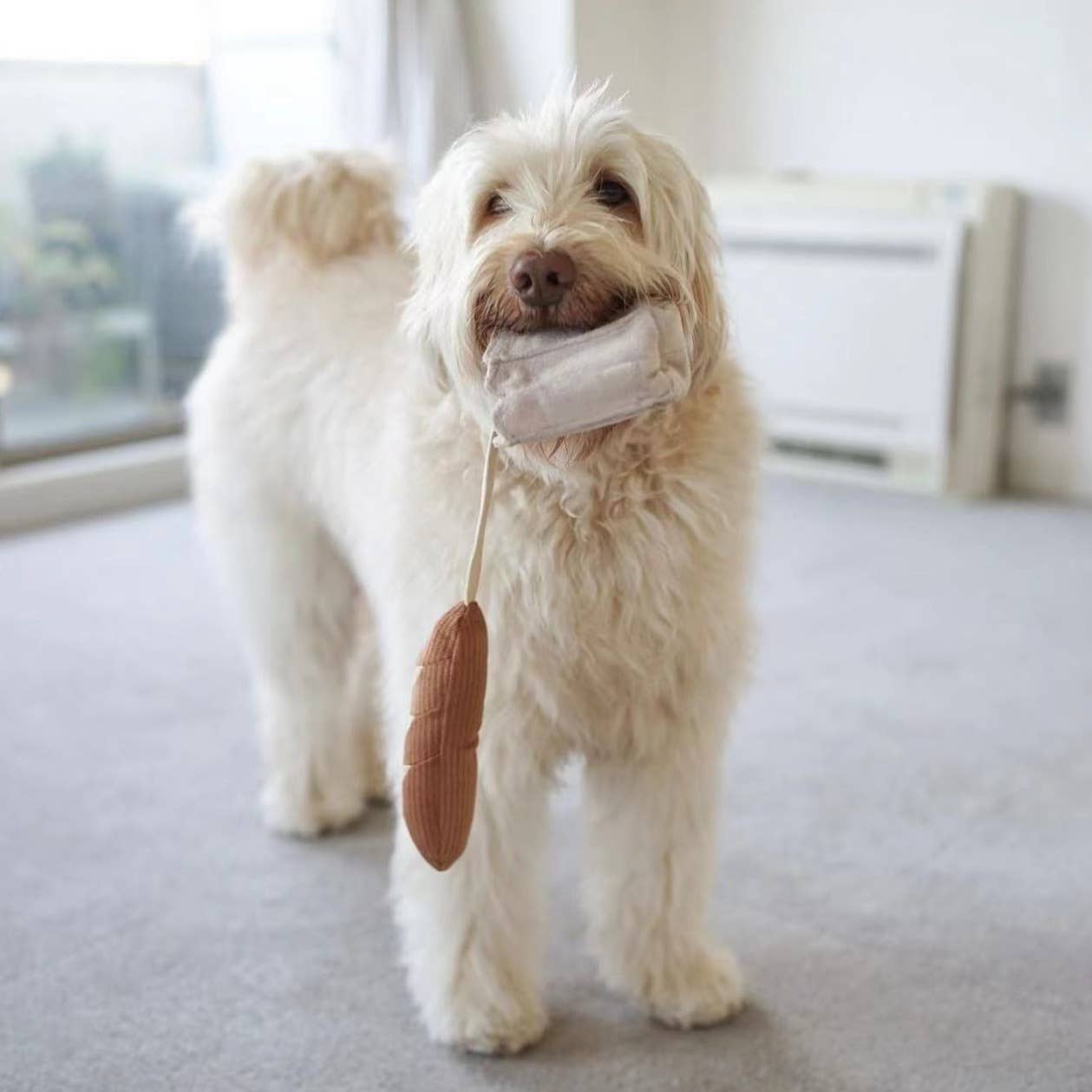 Biscuit Rex