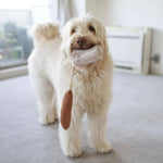 Biscuit Rex