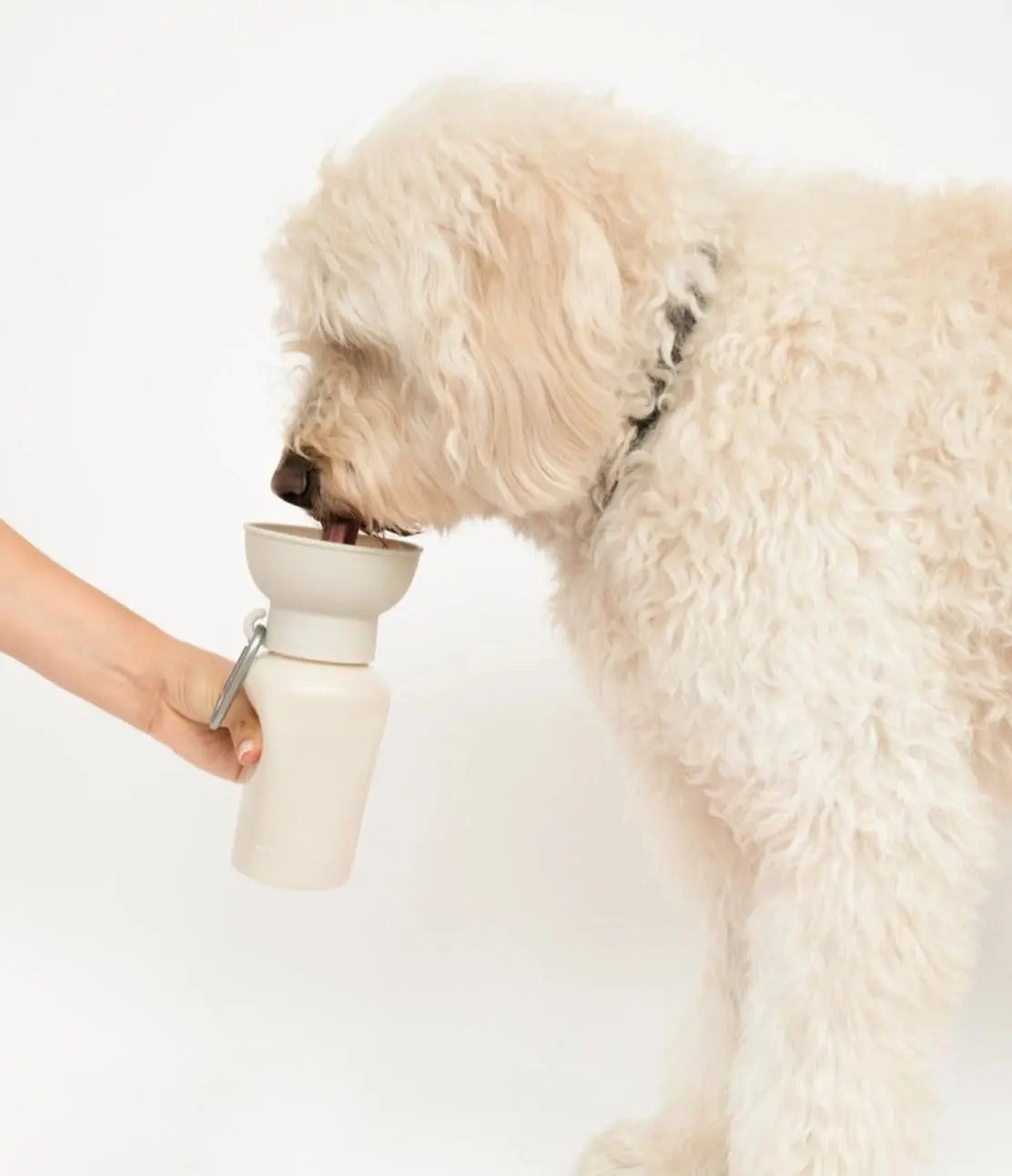 Bouteille d'eau de voyage pour chien- Medium (59 cl) -Springer Biscuit Rex