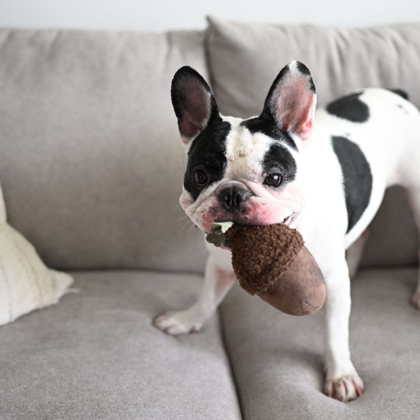 Biscuit Rex