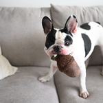 Biscuit Rex