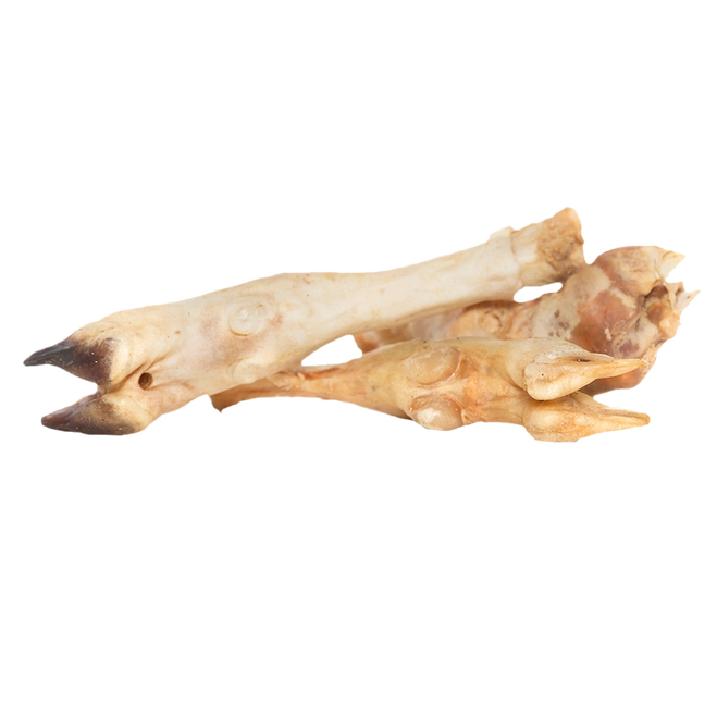 Biscuit Rex