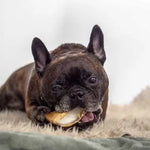 Biscuit Rex
