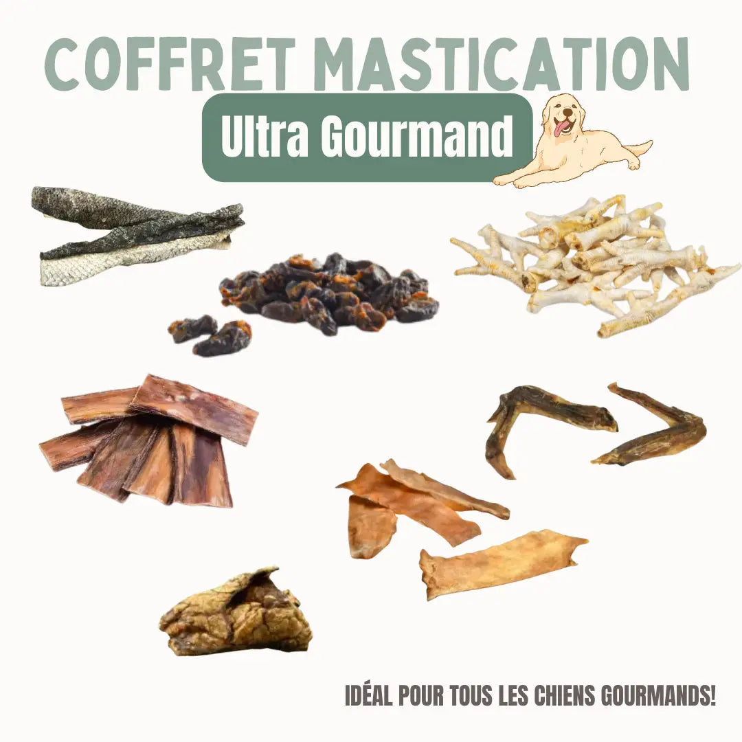 Box Ultra Gourmand Biscuit Rex