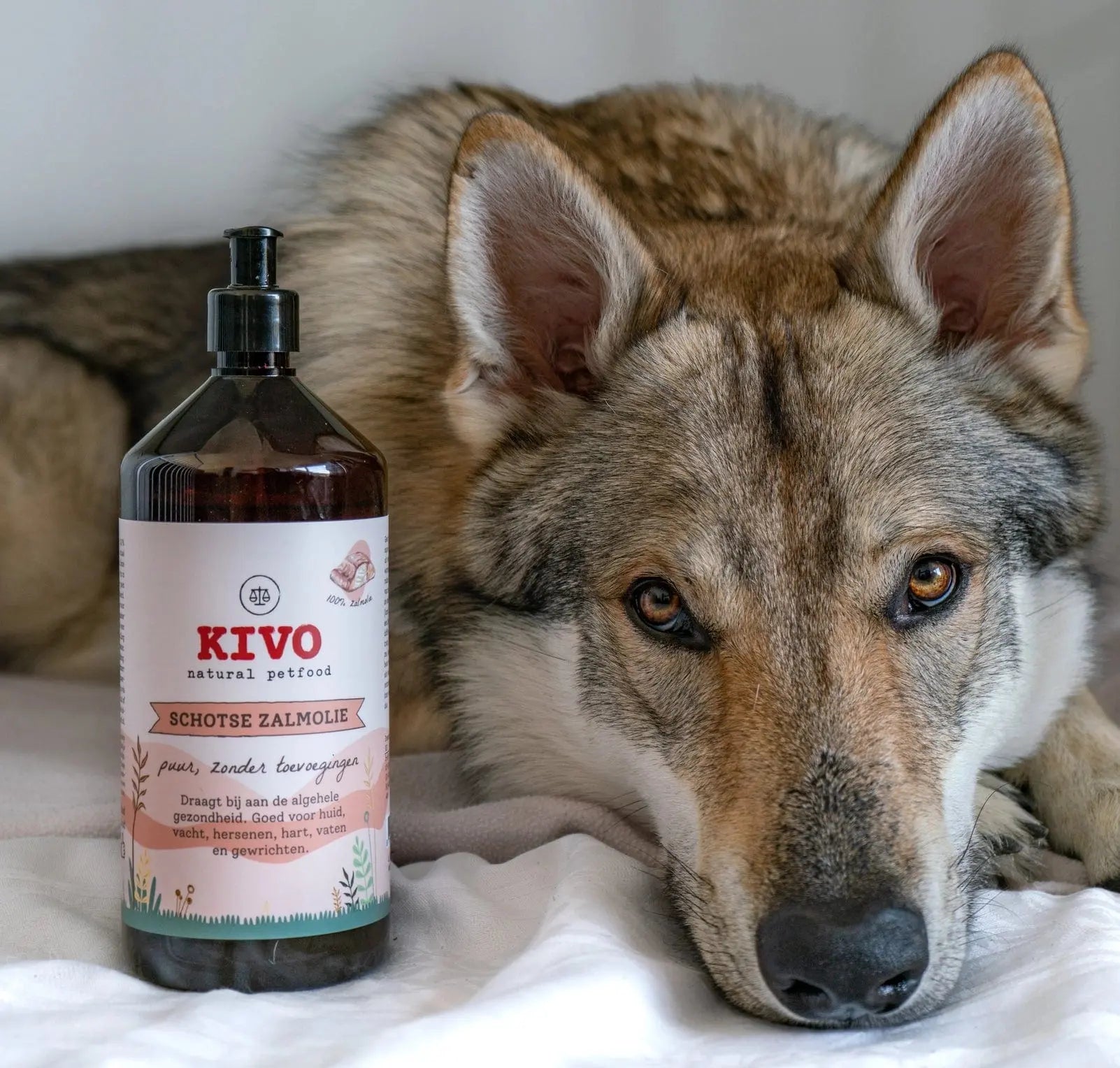 Huile de saumon écossaise pour chien -Kivo Biscuit Rex