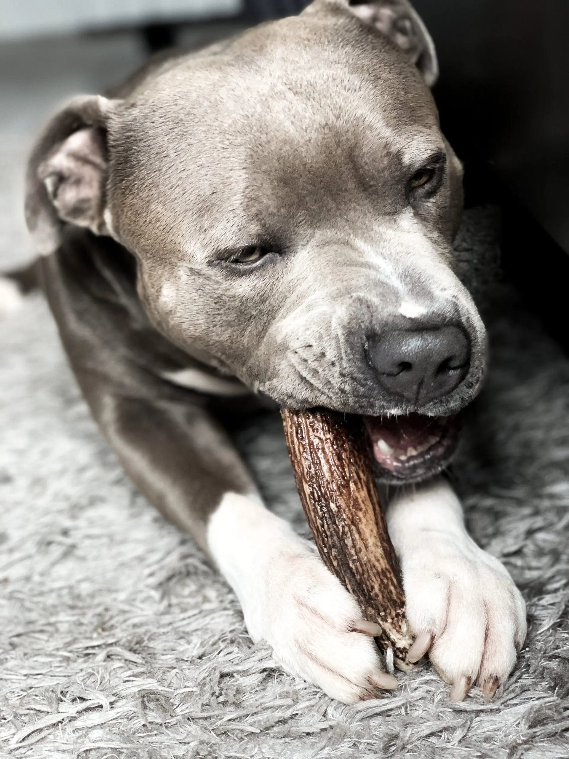 Bois de cerf 🦌 entier pour chien - Biscuit Rex