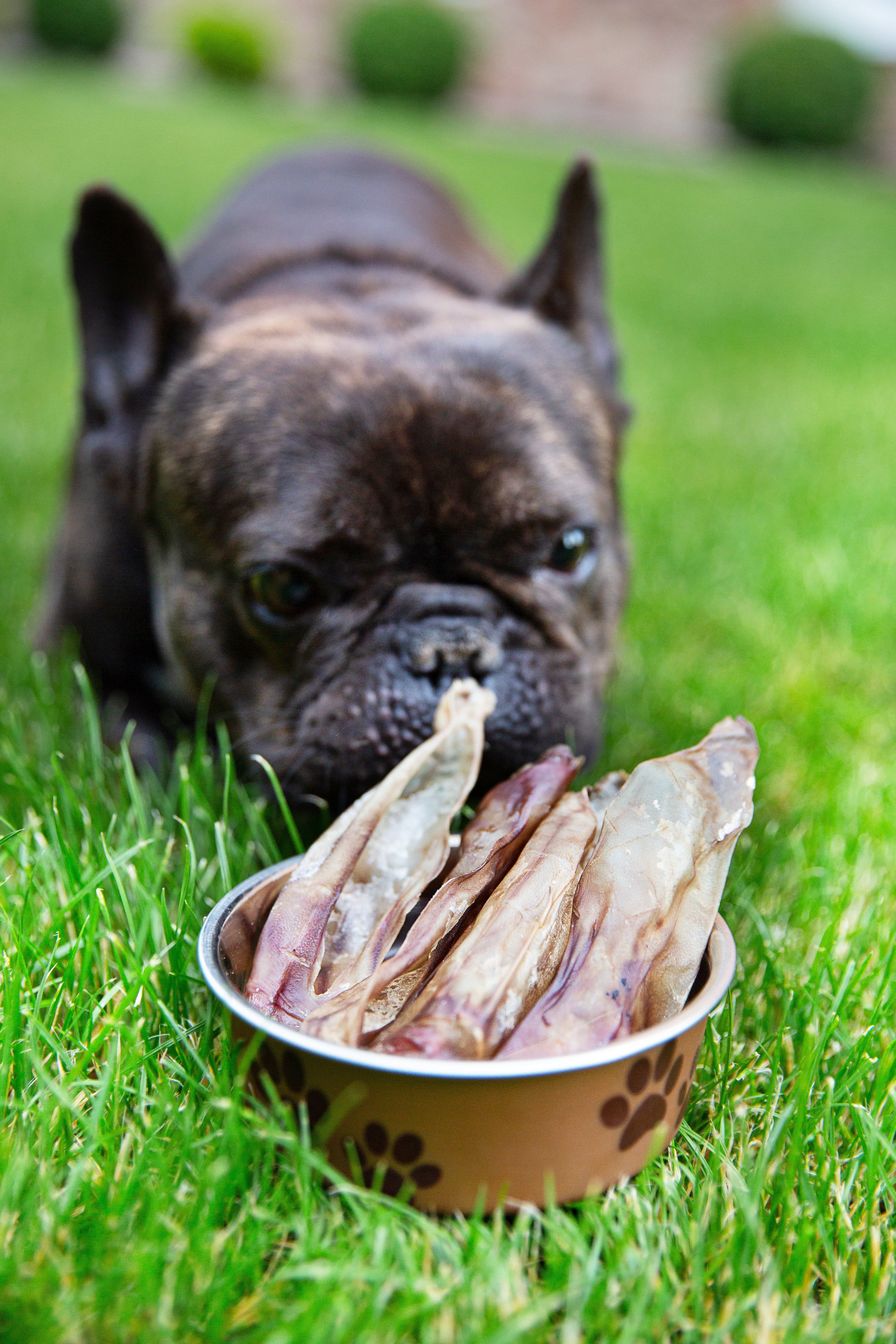 Oreille de chevreuil 🦌 sans fourrure pour chien - Biscuit Rex
