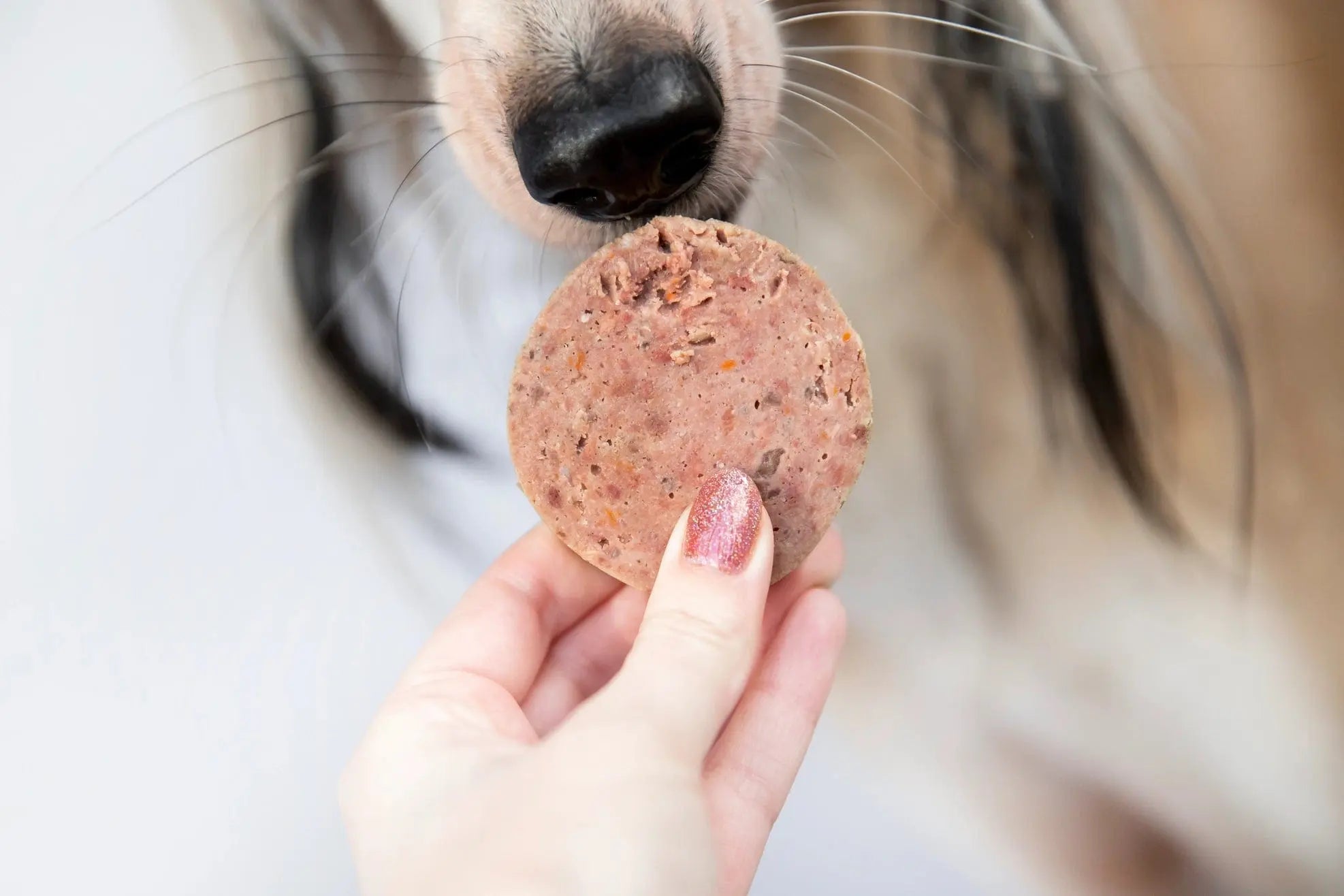 Patée au Boeuf sans gluten pour chien - Kivo Biscuit Rex