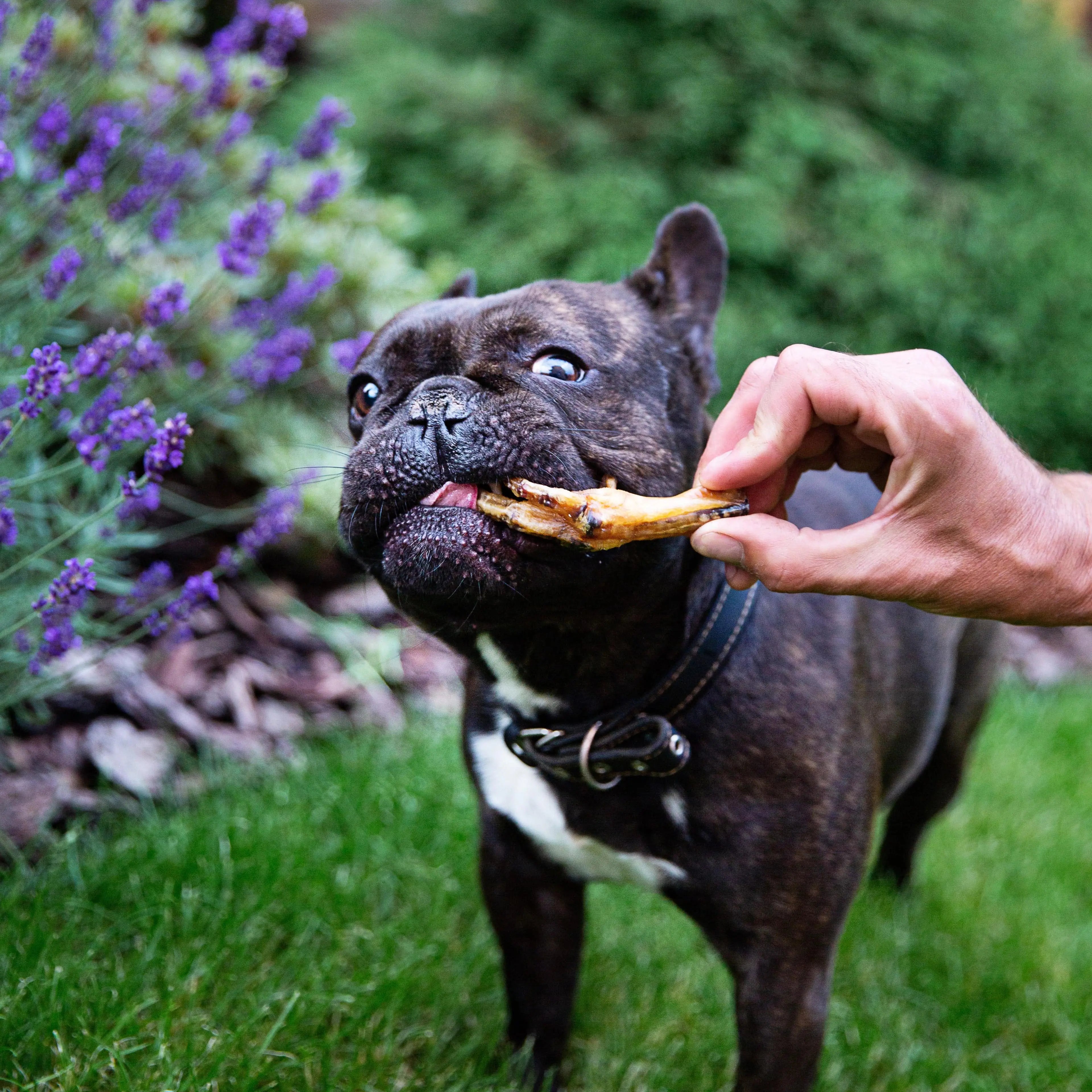 Pattes de poulet 🐓 pour chien - Biscuit Rex