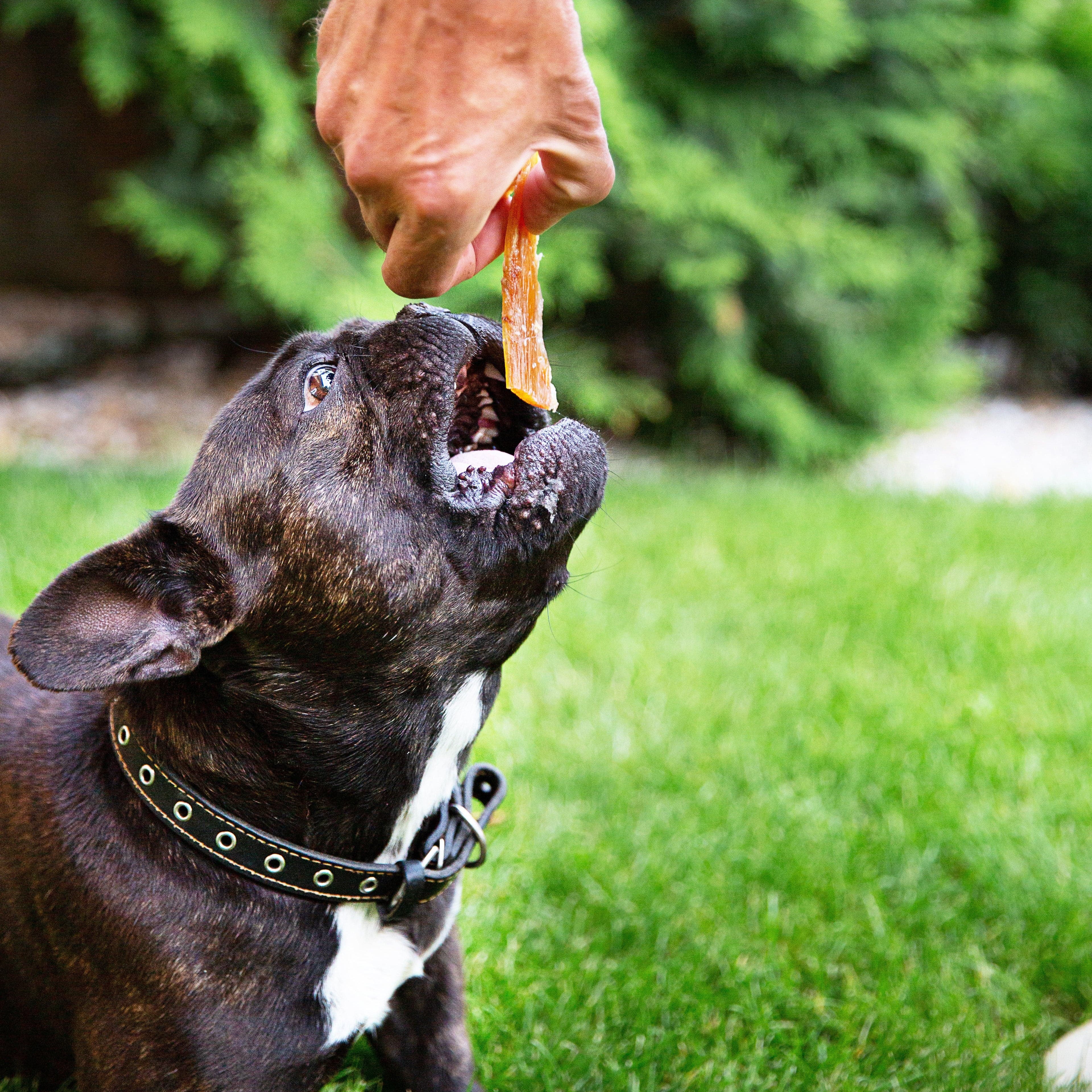 Tendon de bœuf 🐂 pour chien - Biscuit Rex
